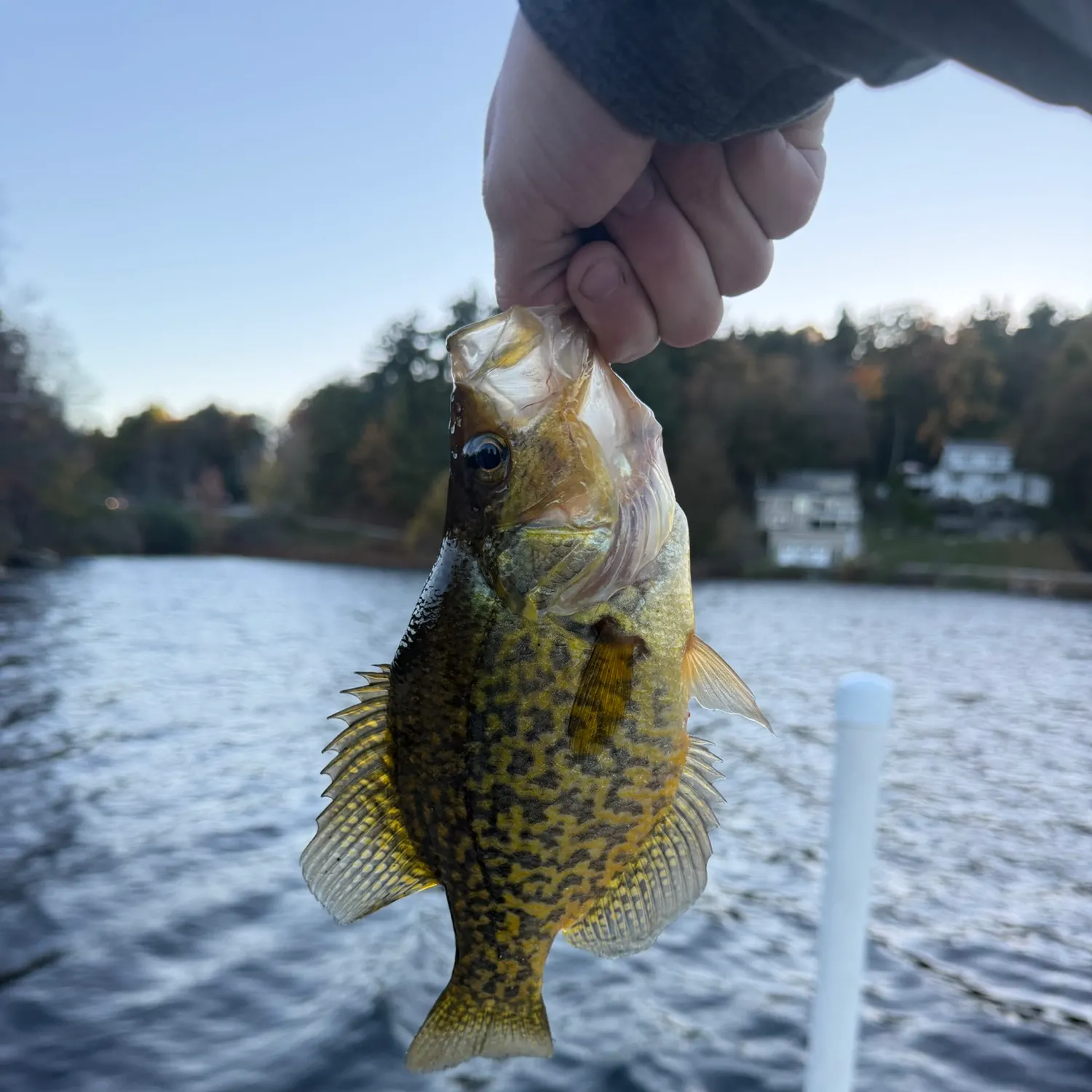 Black crappie caught on Fishbrain