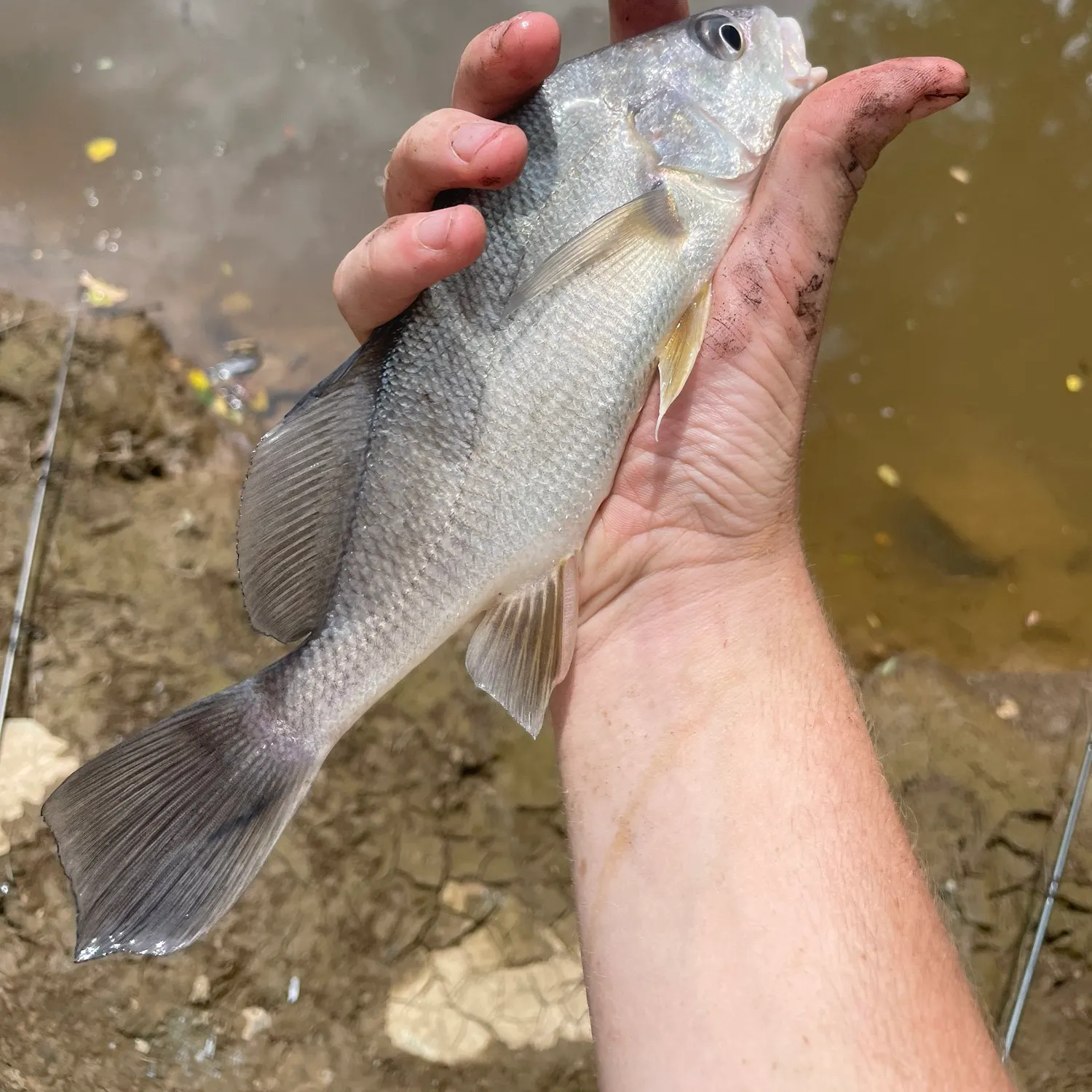 Freshwater drum caught on Fishbrain
