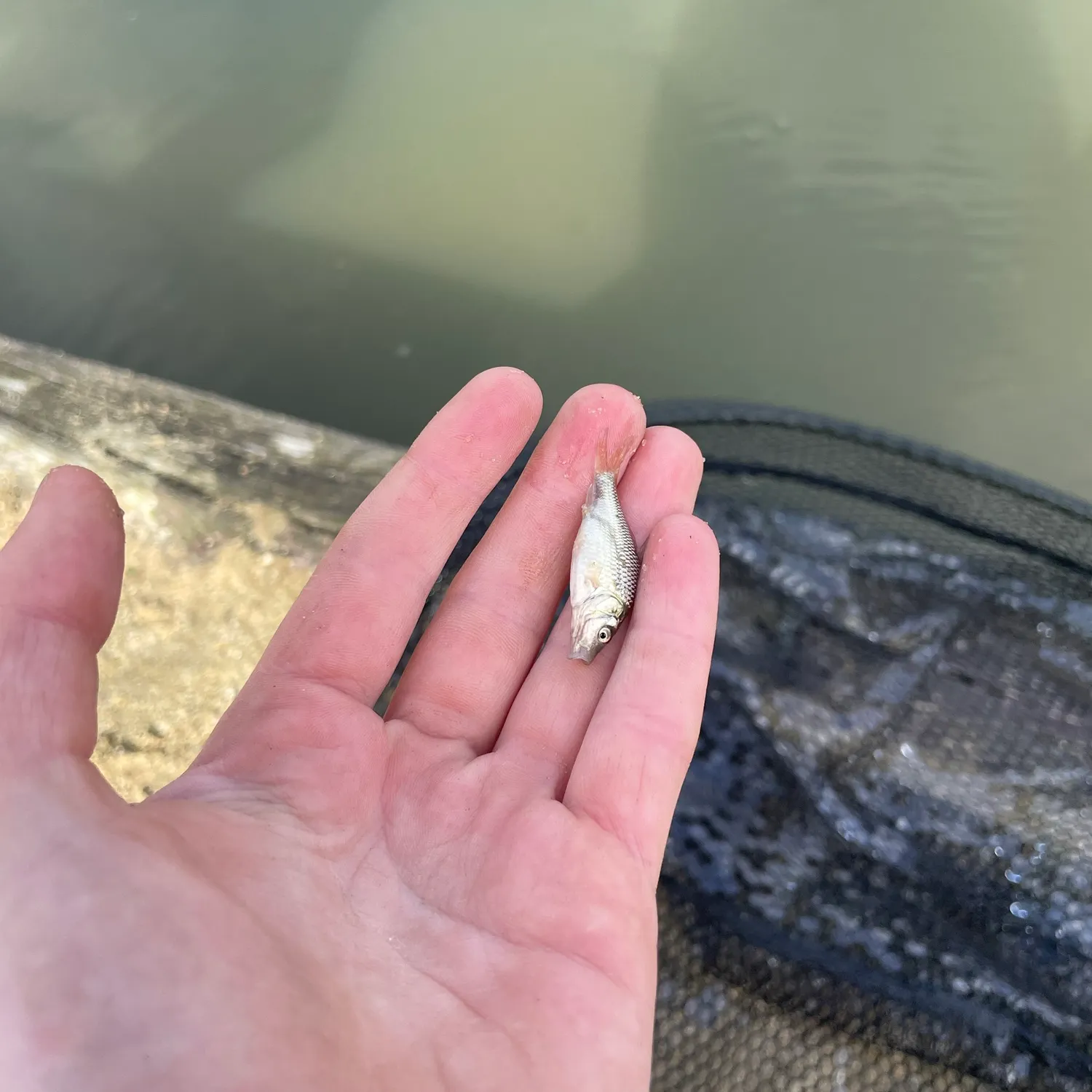Common carp caught on Fishbrain