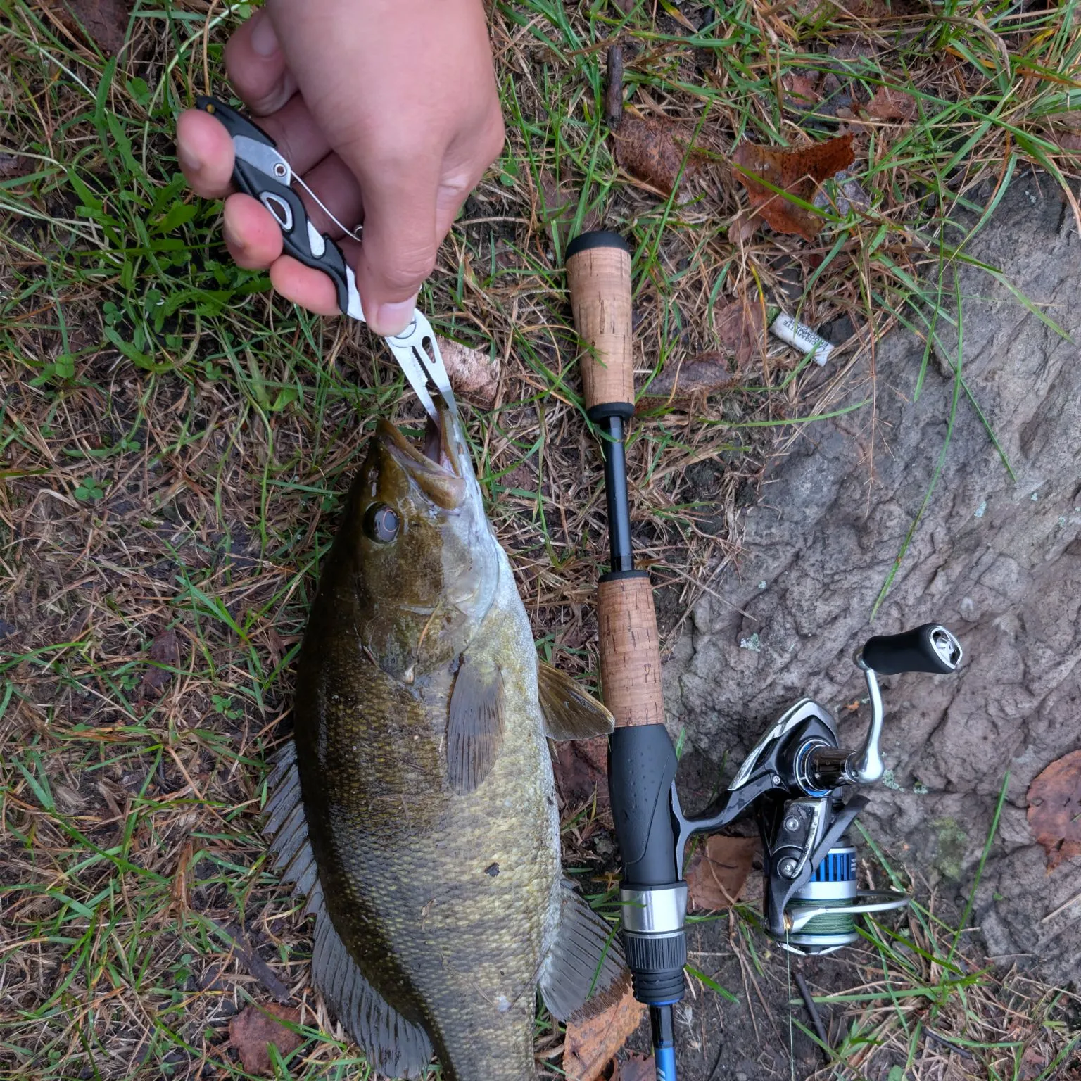 Smallmouth bass caught on Fishbrain