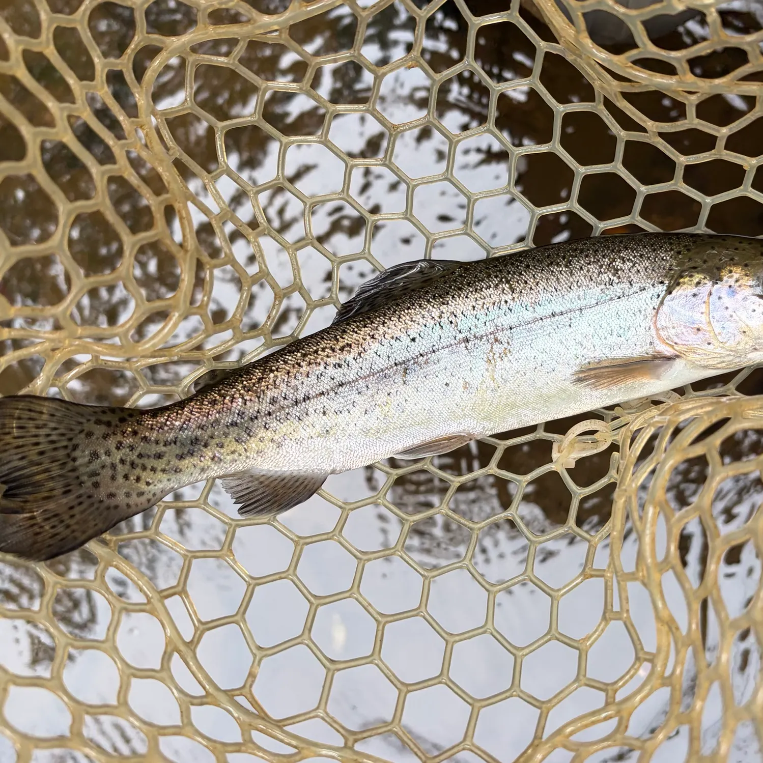 Rainbow trout caught on Fishbrain