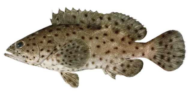 Coral grouper