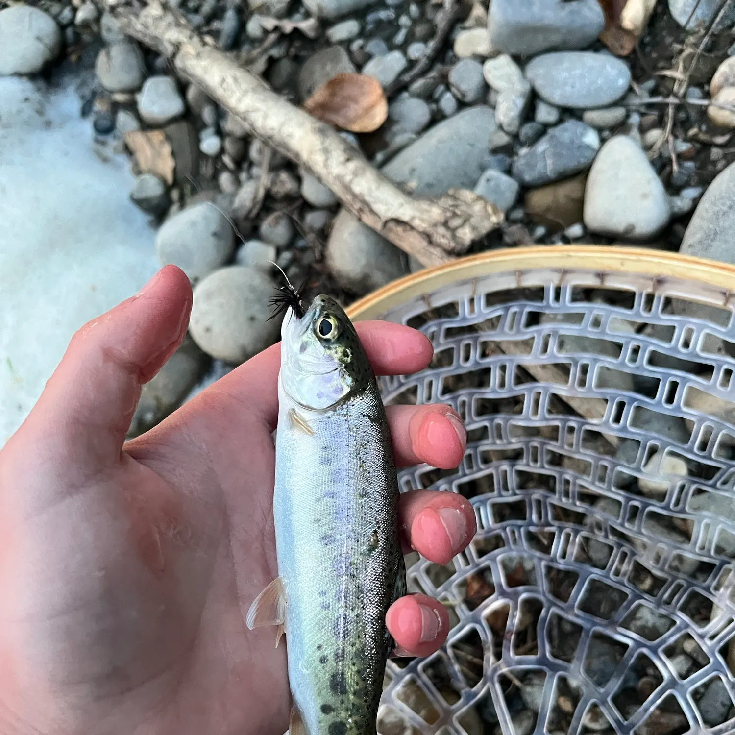 Rainbow trout caught on Fishbrain