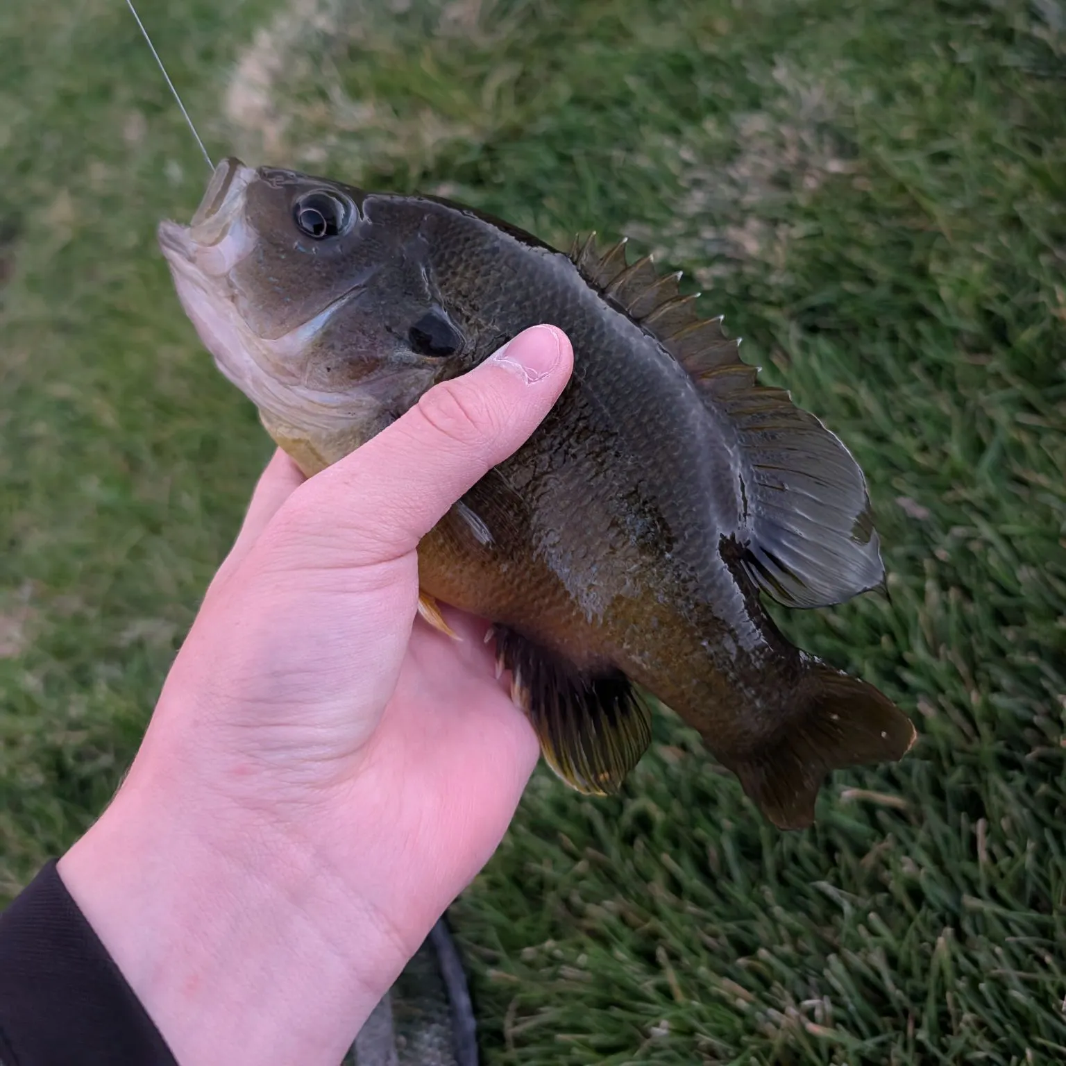 Green sunfish caught on Fishbrain