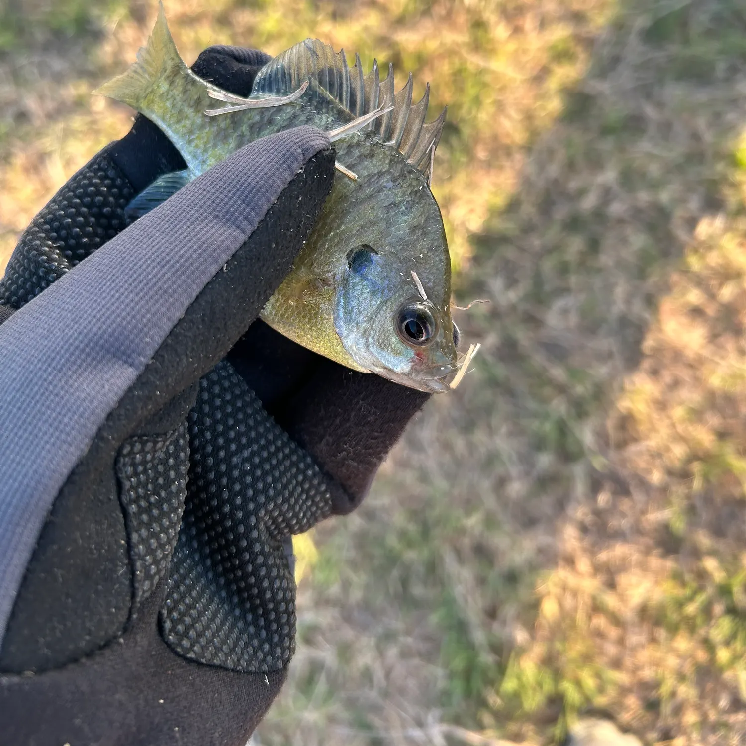 The most recent Coppernose bluegill catches on Fishbrain