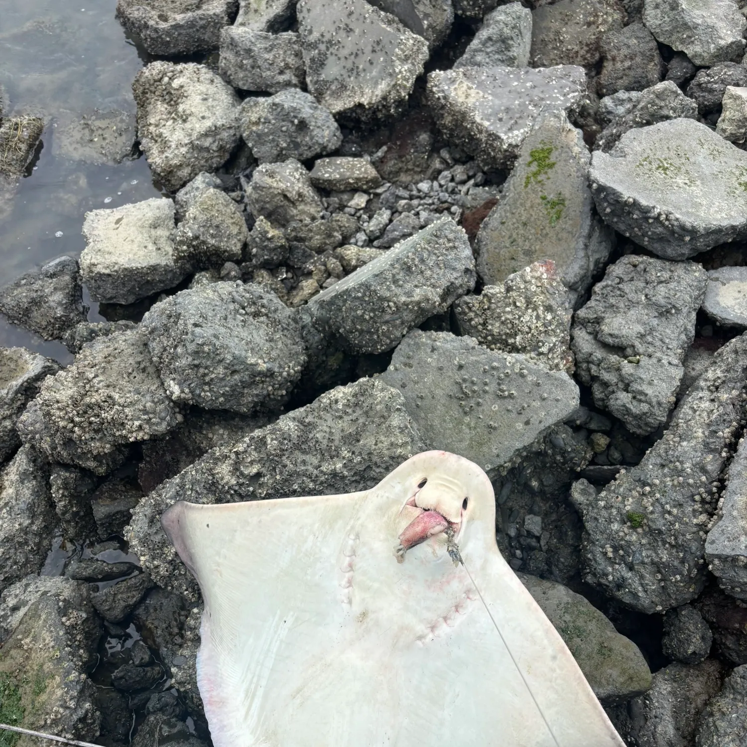 The most recent Bat eagle ray catches on Fishbrain