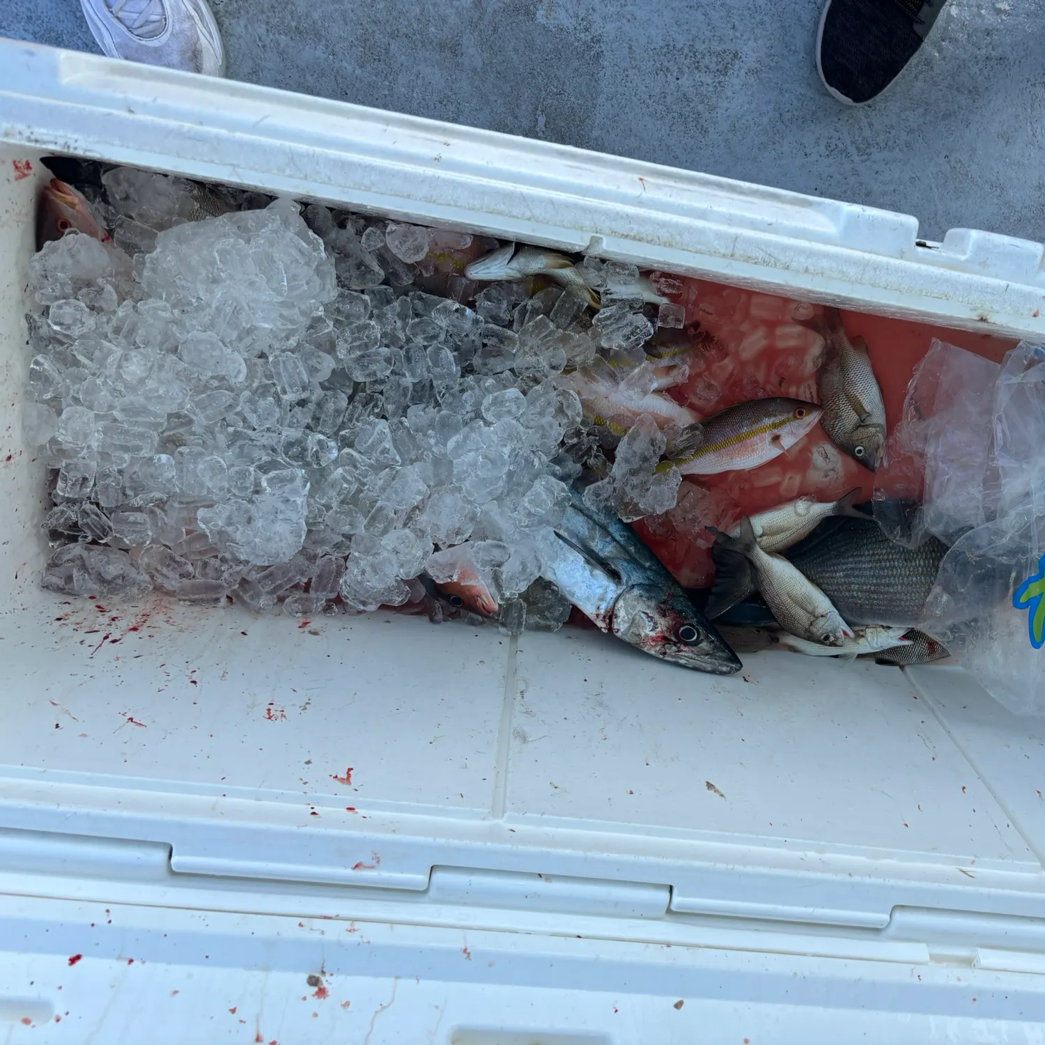 Yellowtail snapper caught on Fishbrain