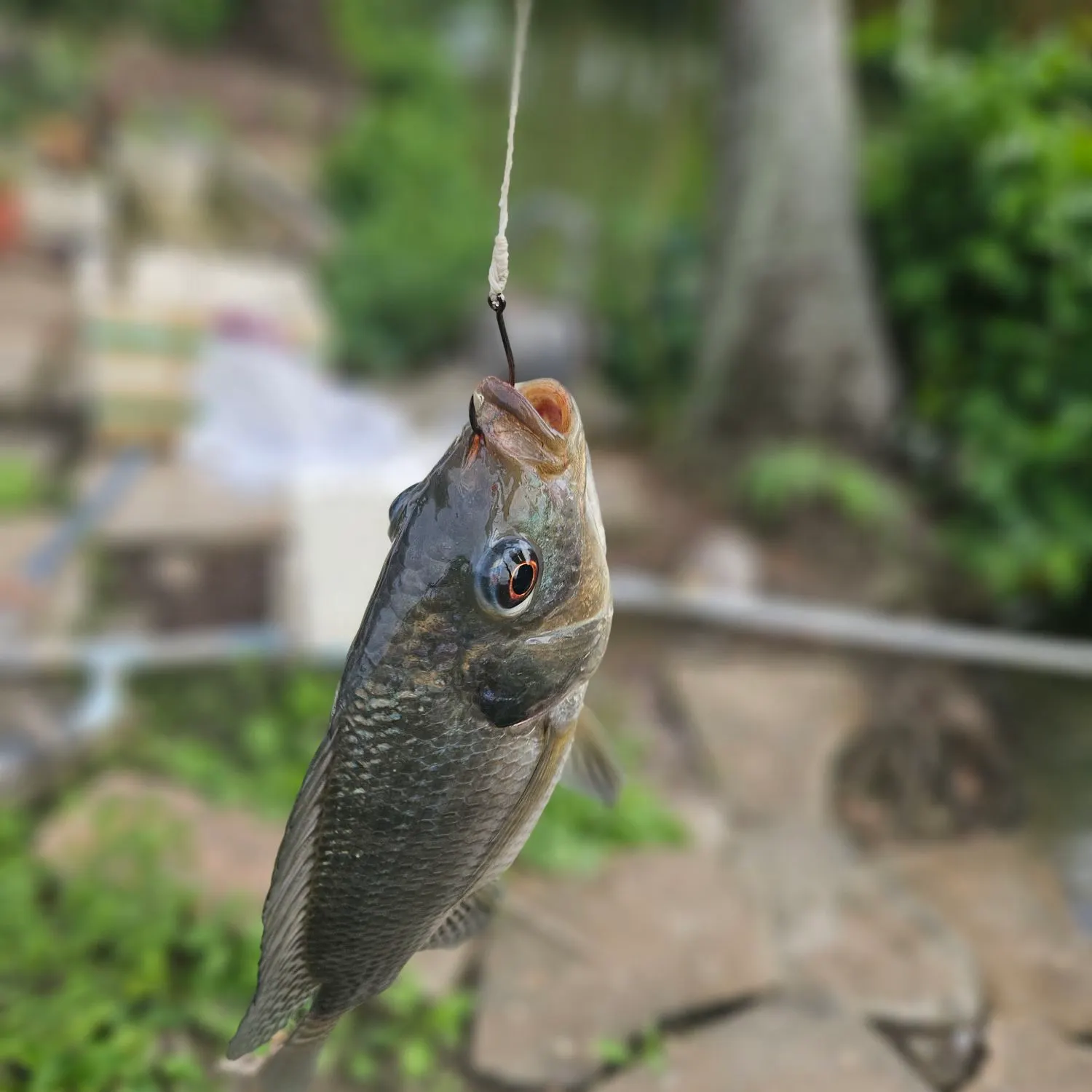 Blue tilapia caught on Fishbrain
