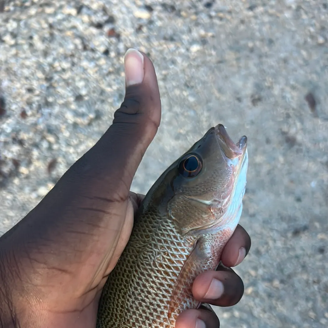 Mangrove snapper caught on Fishbrain
