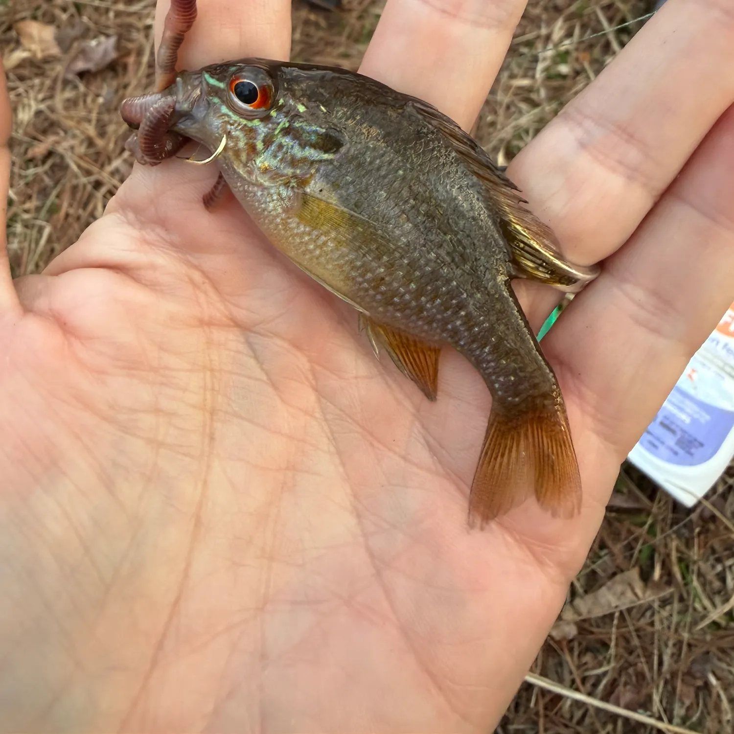 The most recent Dollar sunfish catches on Fishbrain