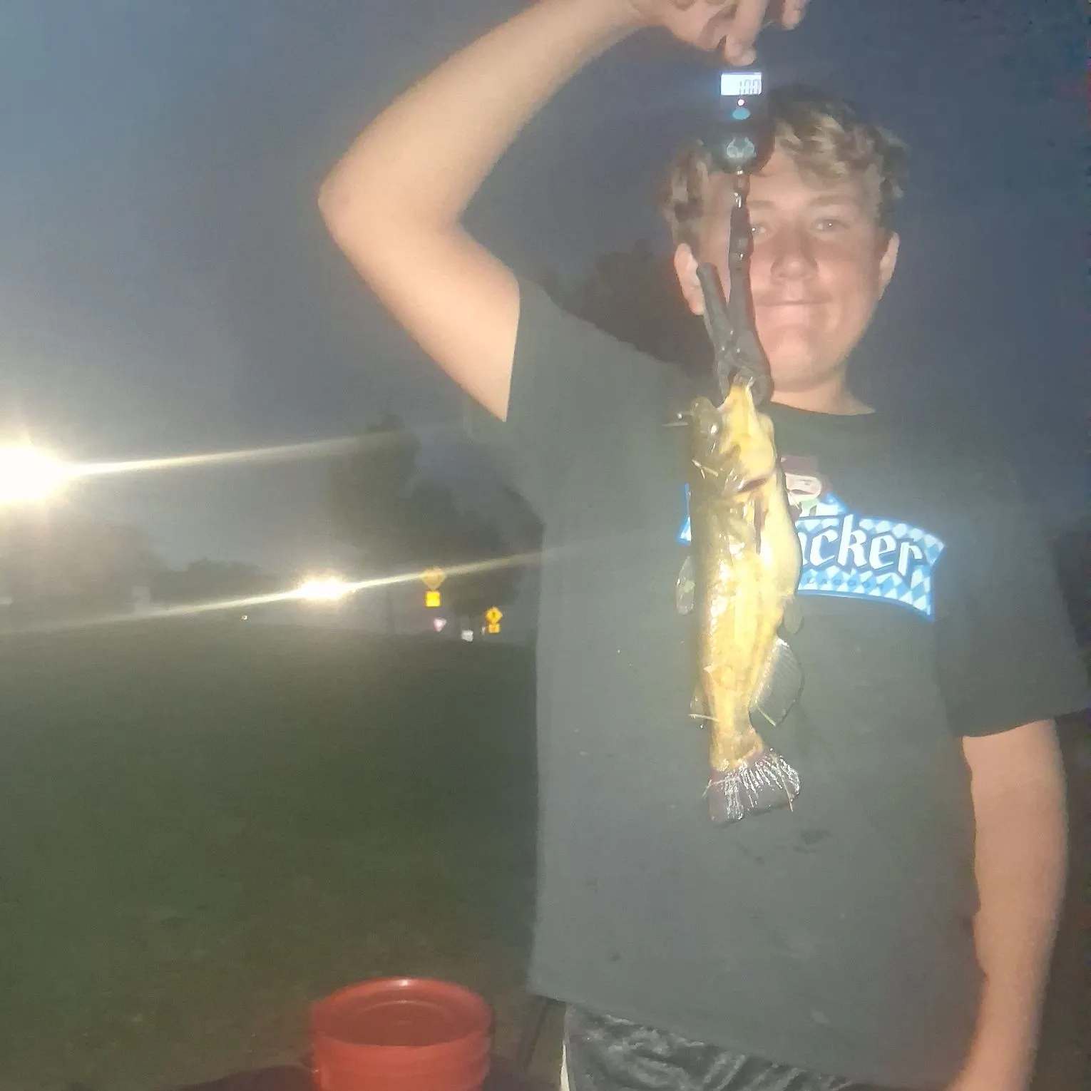 Yellow bullhead caught on Fishbrain