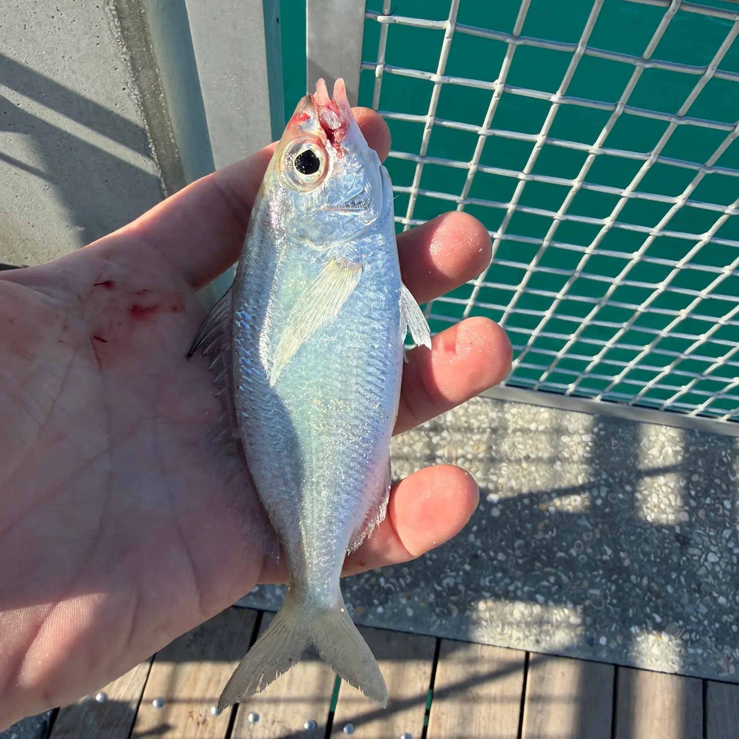 The most recent Atlantic spotfin mojarra catches on Fishbrain