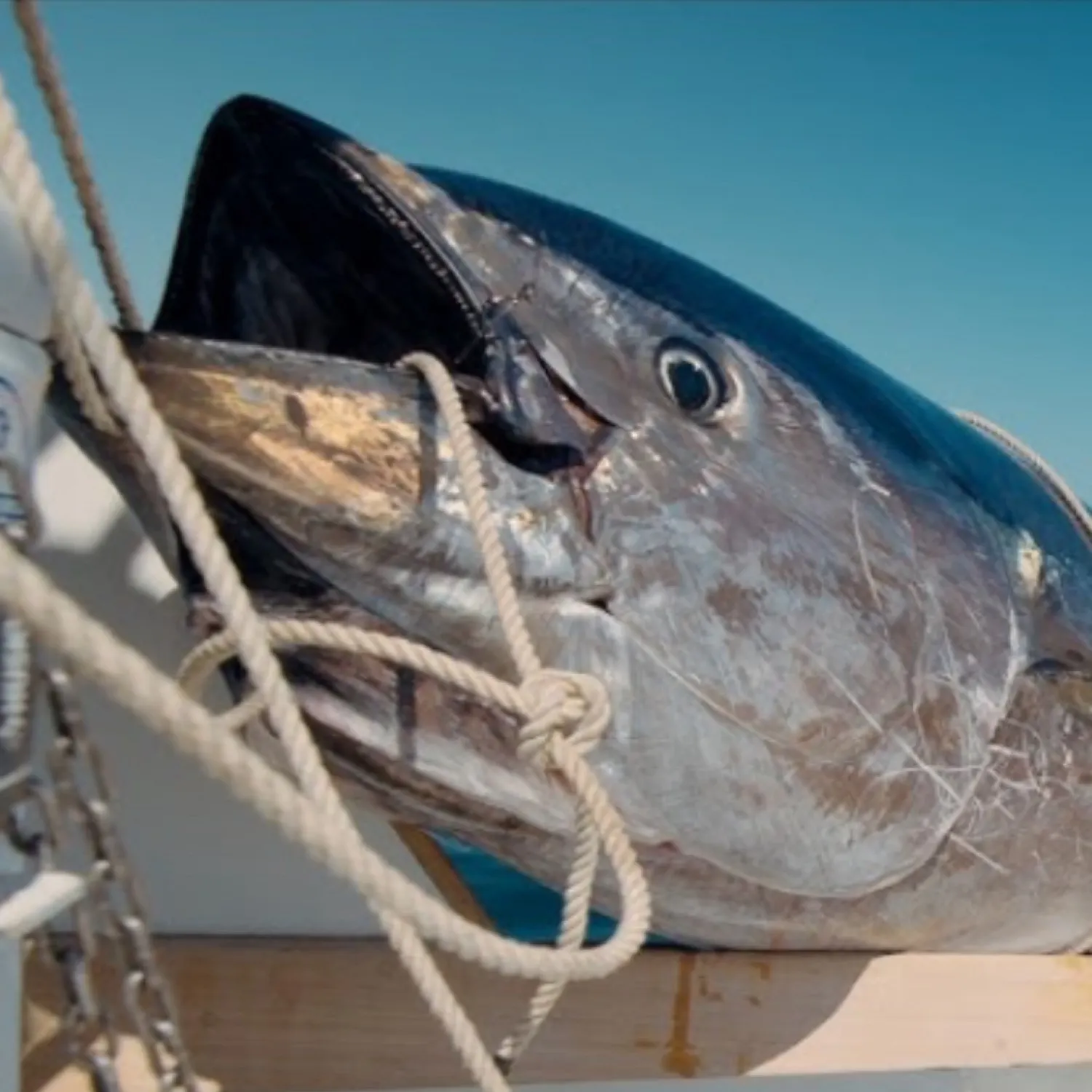 The most recent Atlantic bluefin tuna catches on Fishbrain