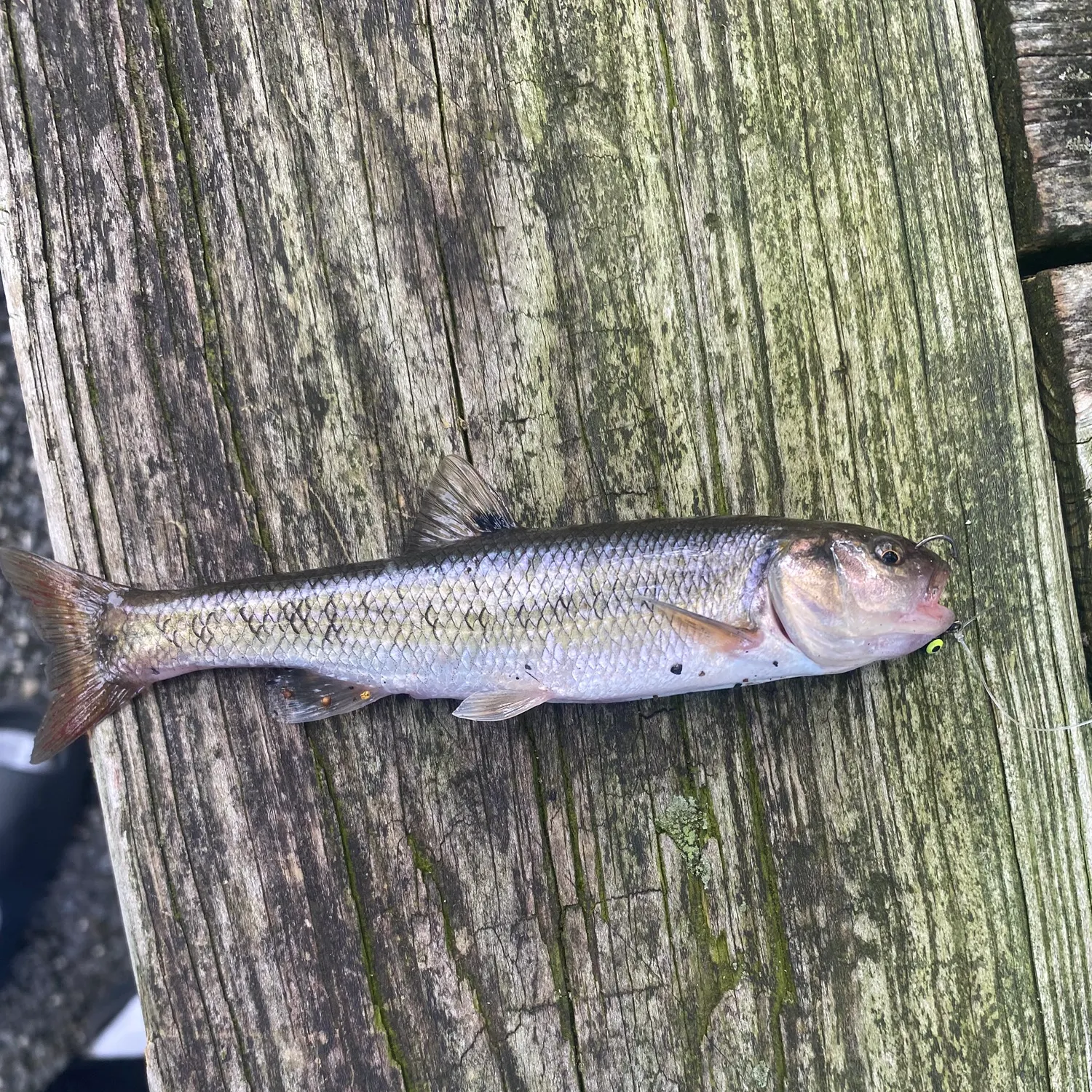 Fallfish caught on Fishbrain