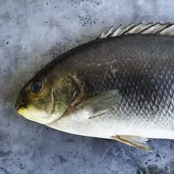 The most recent Luderick catches on Fishbrain