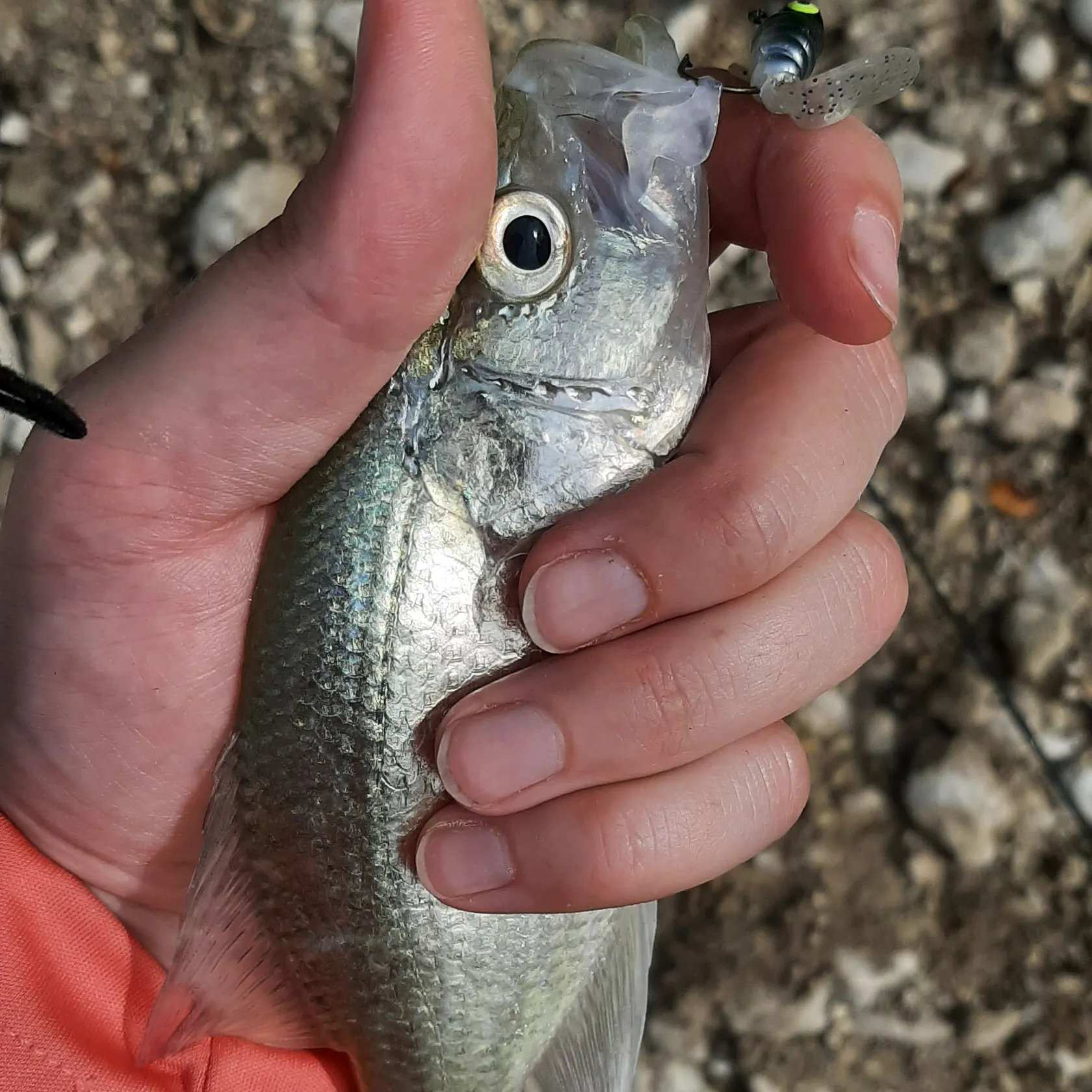 White crappie caught on Fishbrain