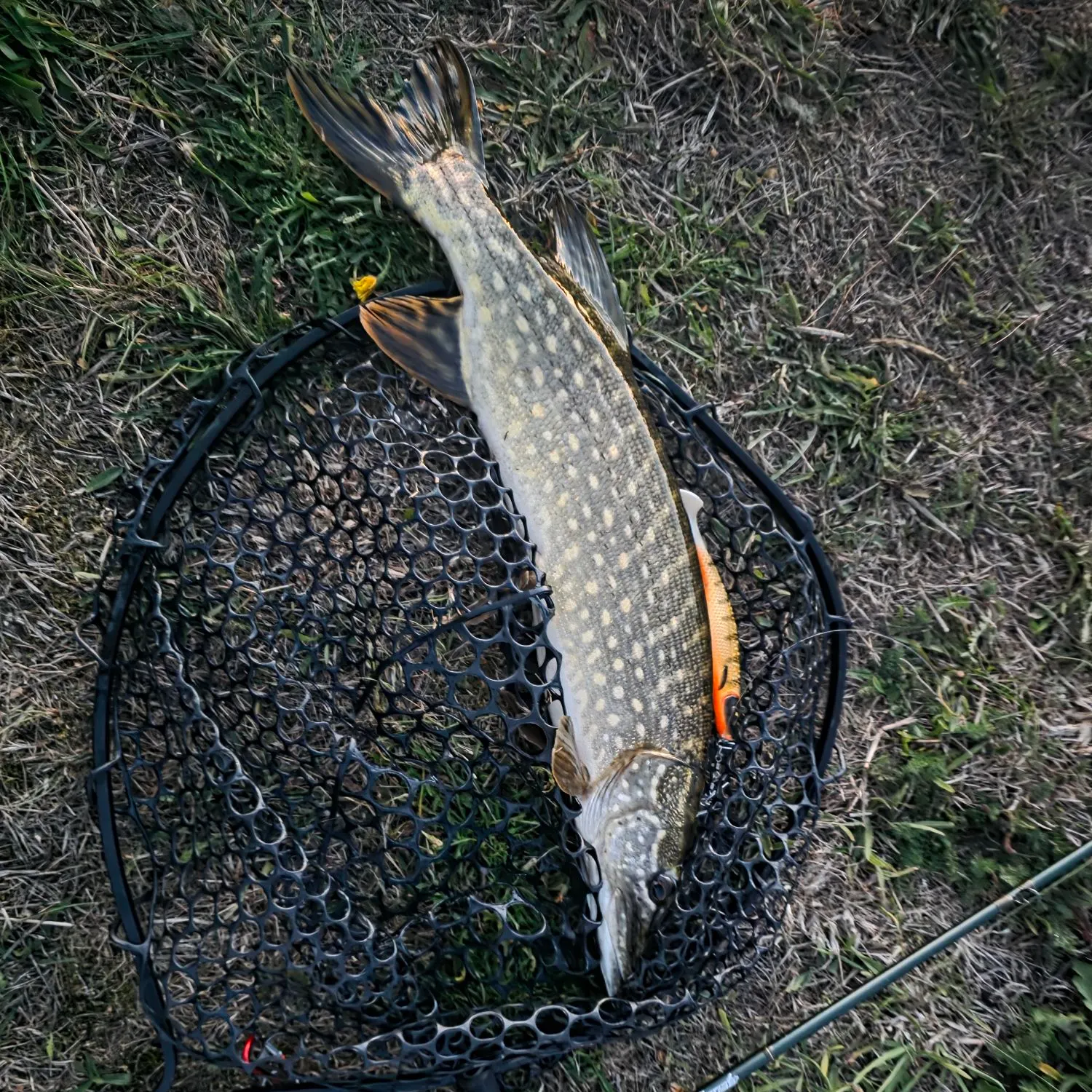 Northern pike caught on Fishbrain