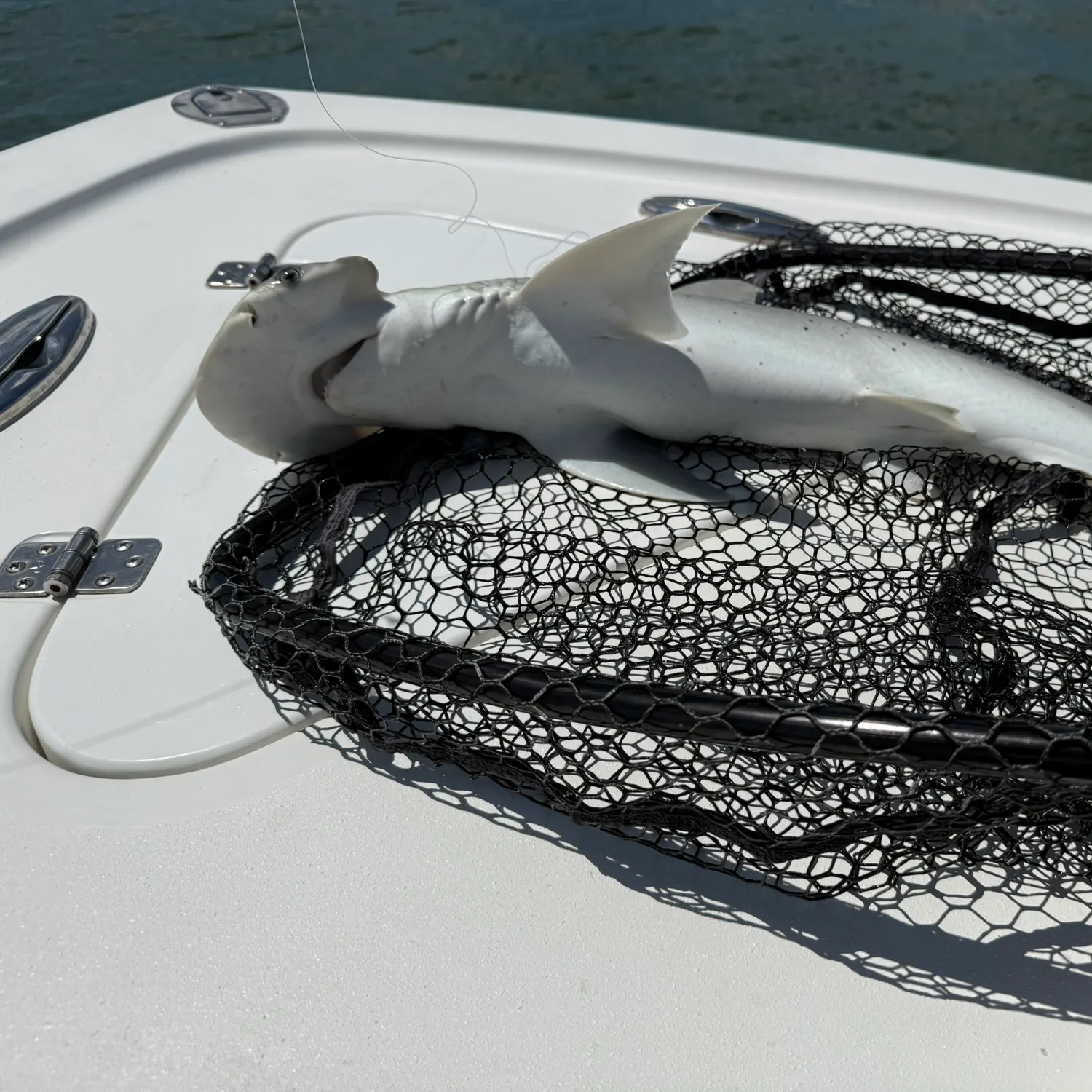 The most recent Scalloped hammerhead shark catches on Fishbrain