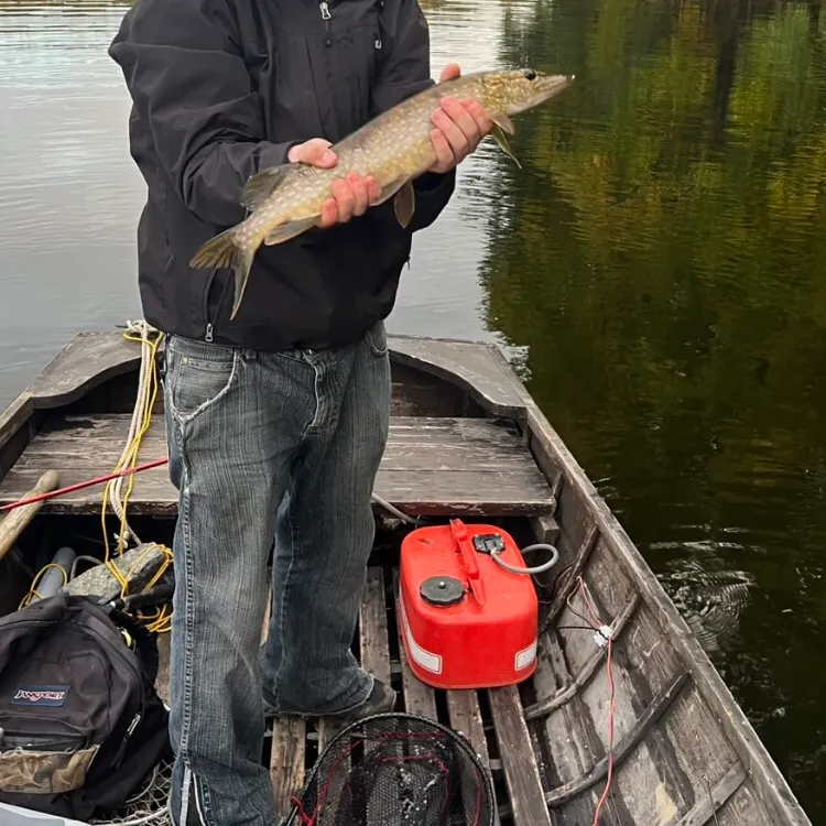 Northern pike caught on Fishbrain