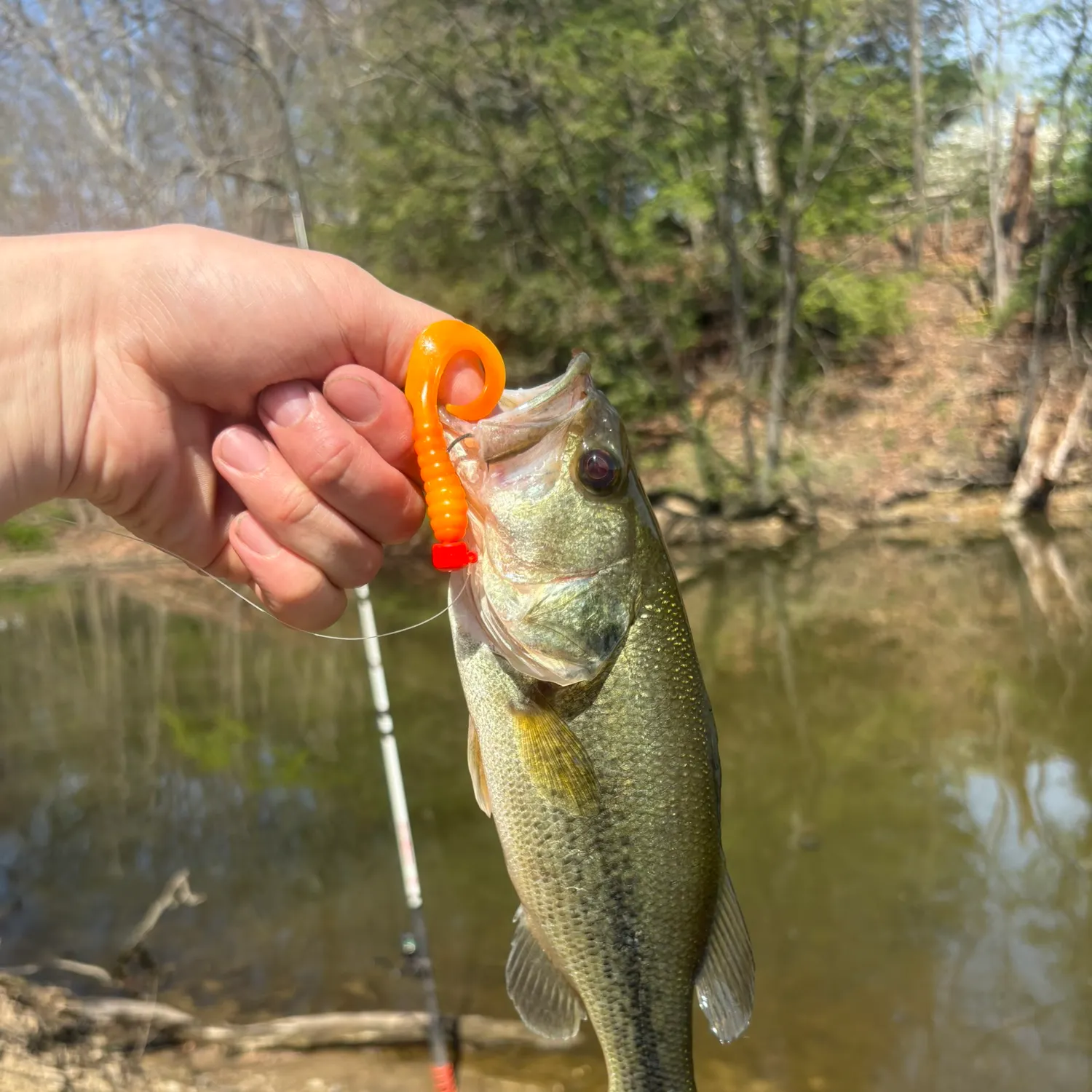 The most recent Largemouth bass catches on Fishbrain