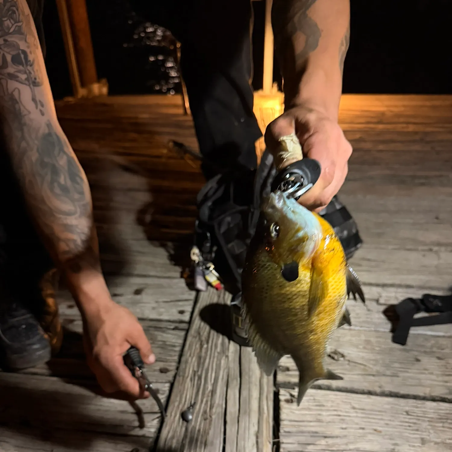 recently logged catches