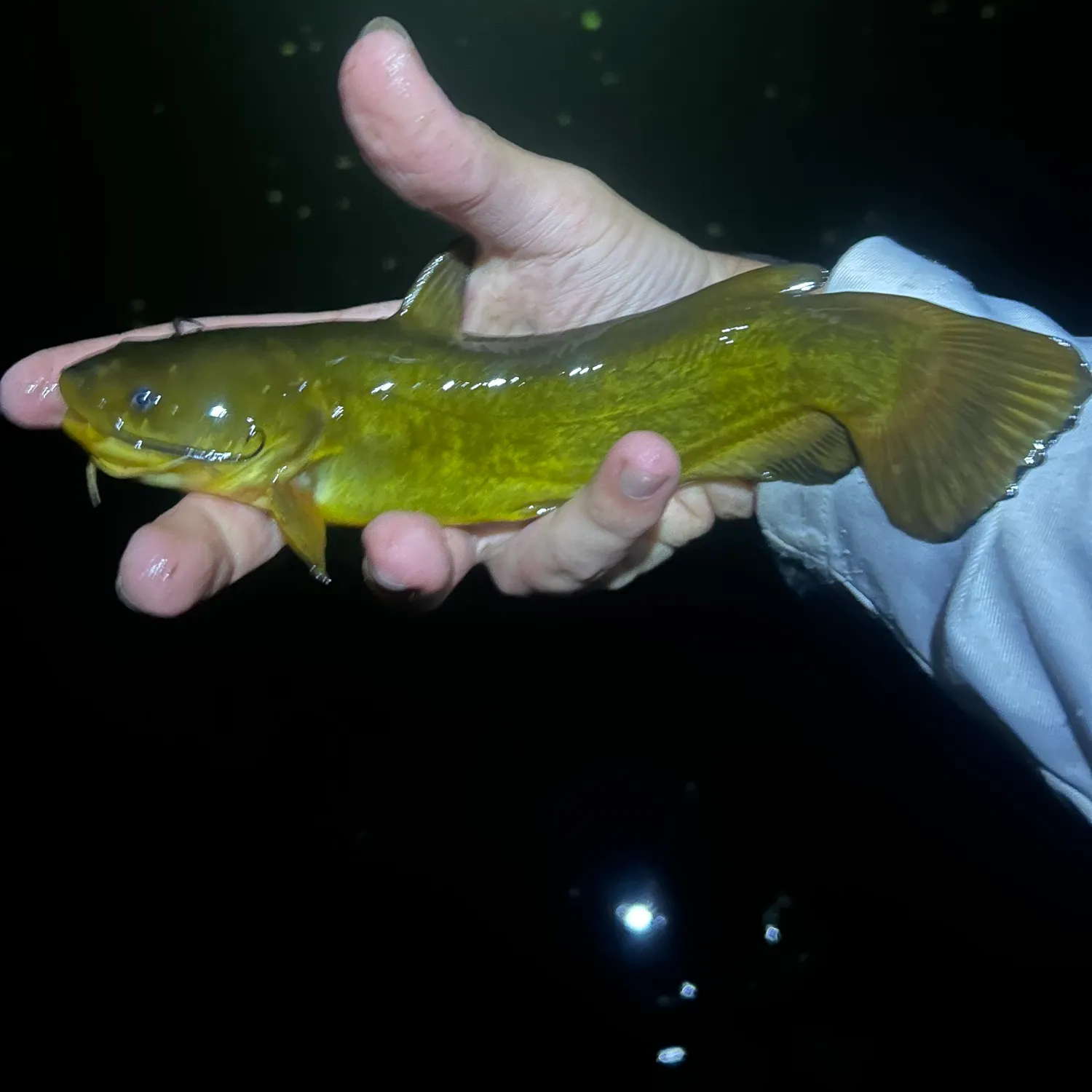 Yellow bullhead caught on Fishbrain