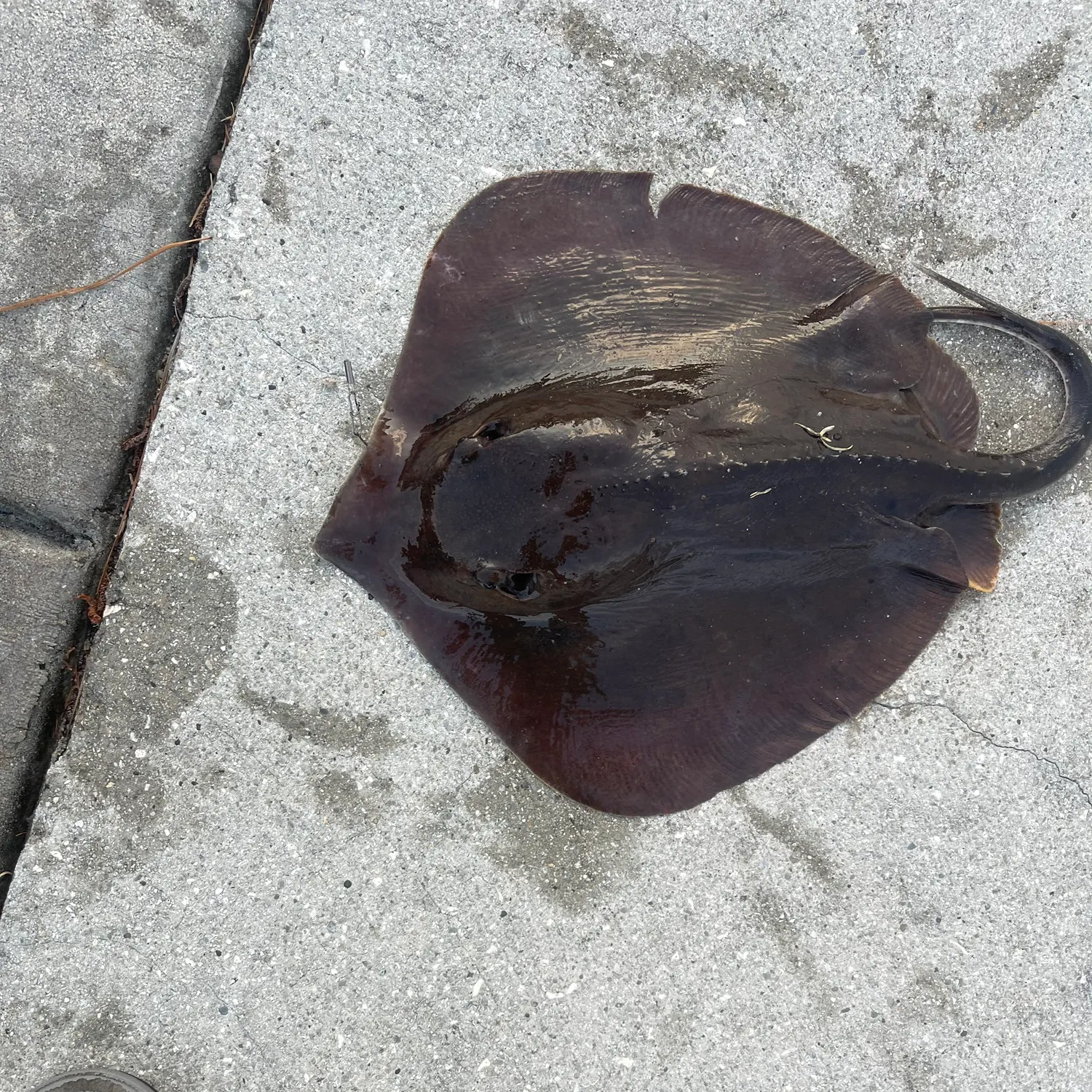 Atlantic stingray caught on Fishbrain