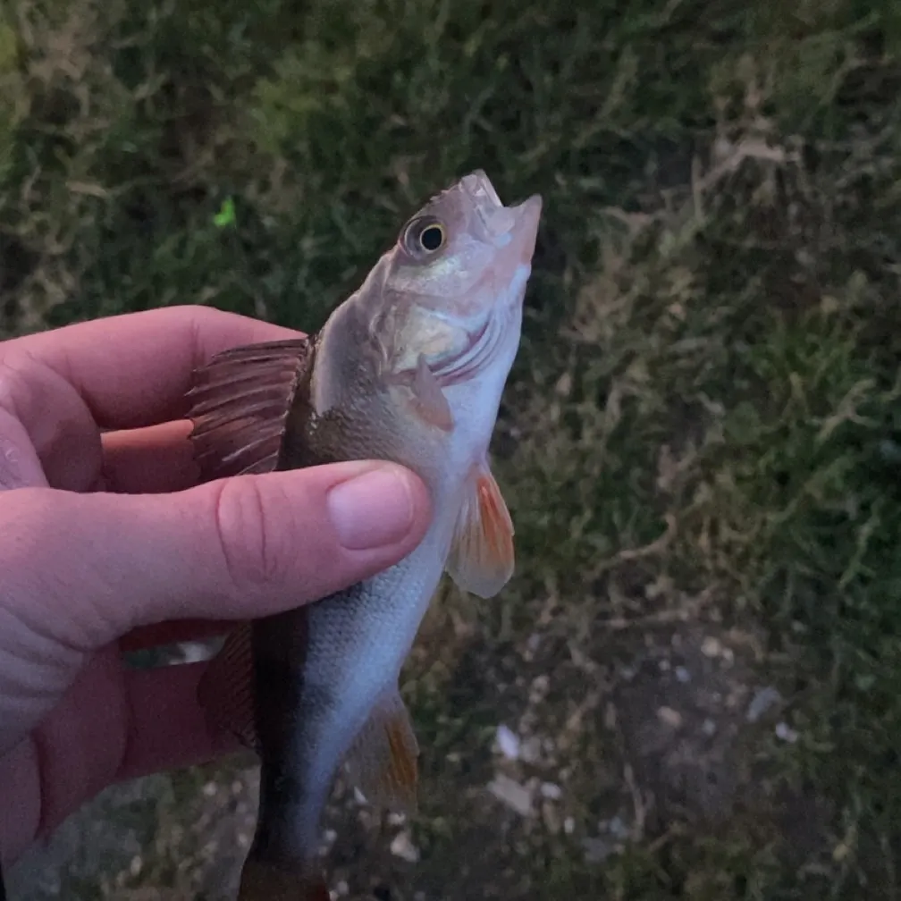 The most recent European perch catches on Fishbrain