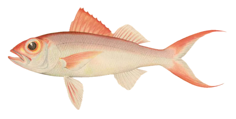 Flame snapper