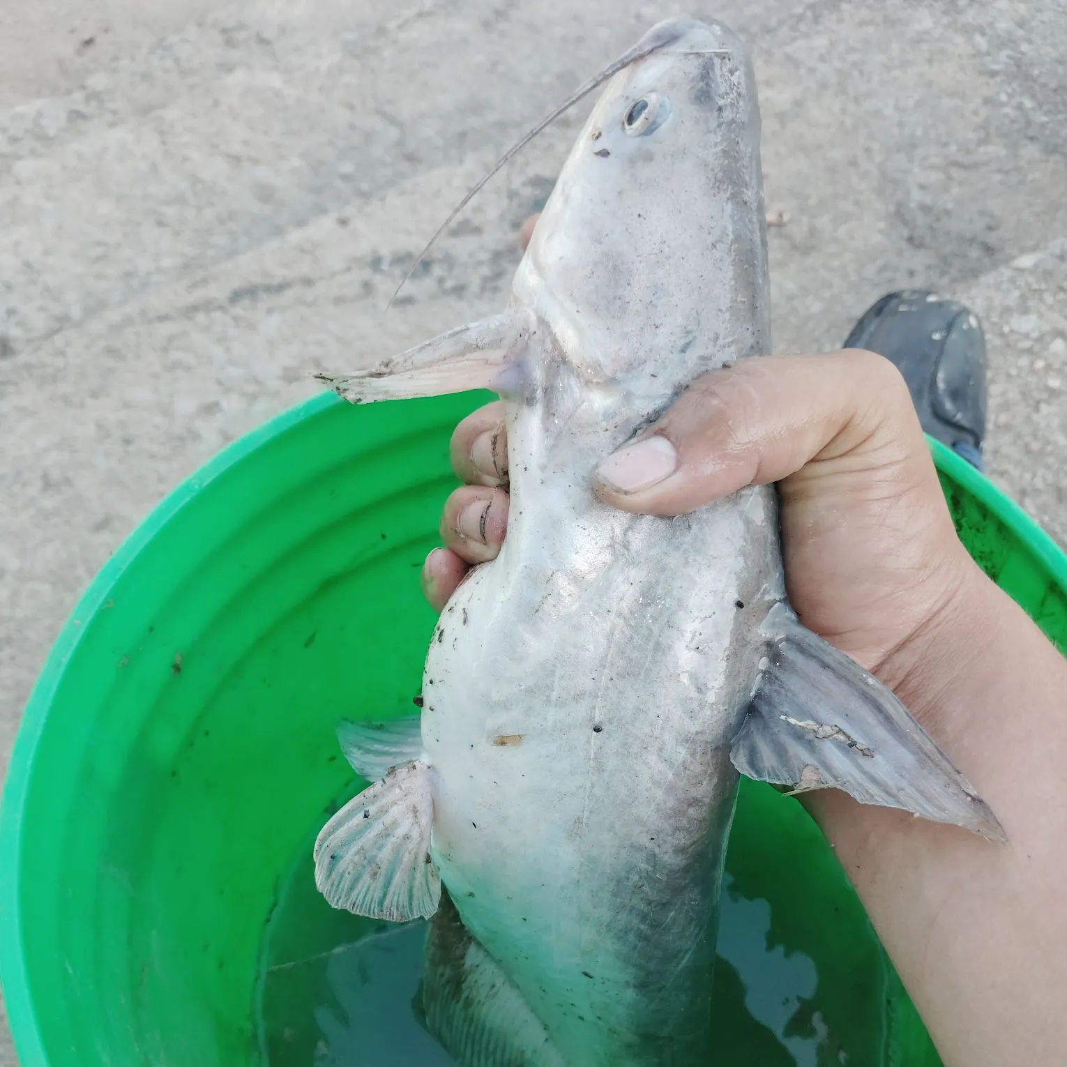 Blue catfish caught on Fishbrain