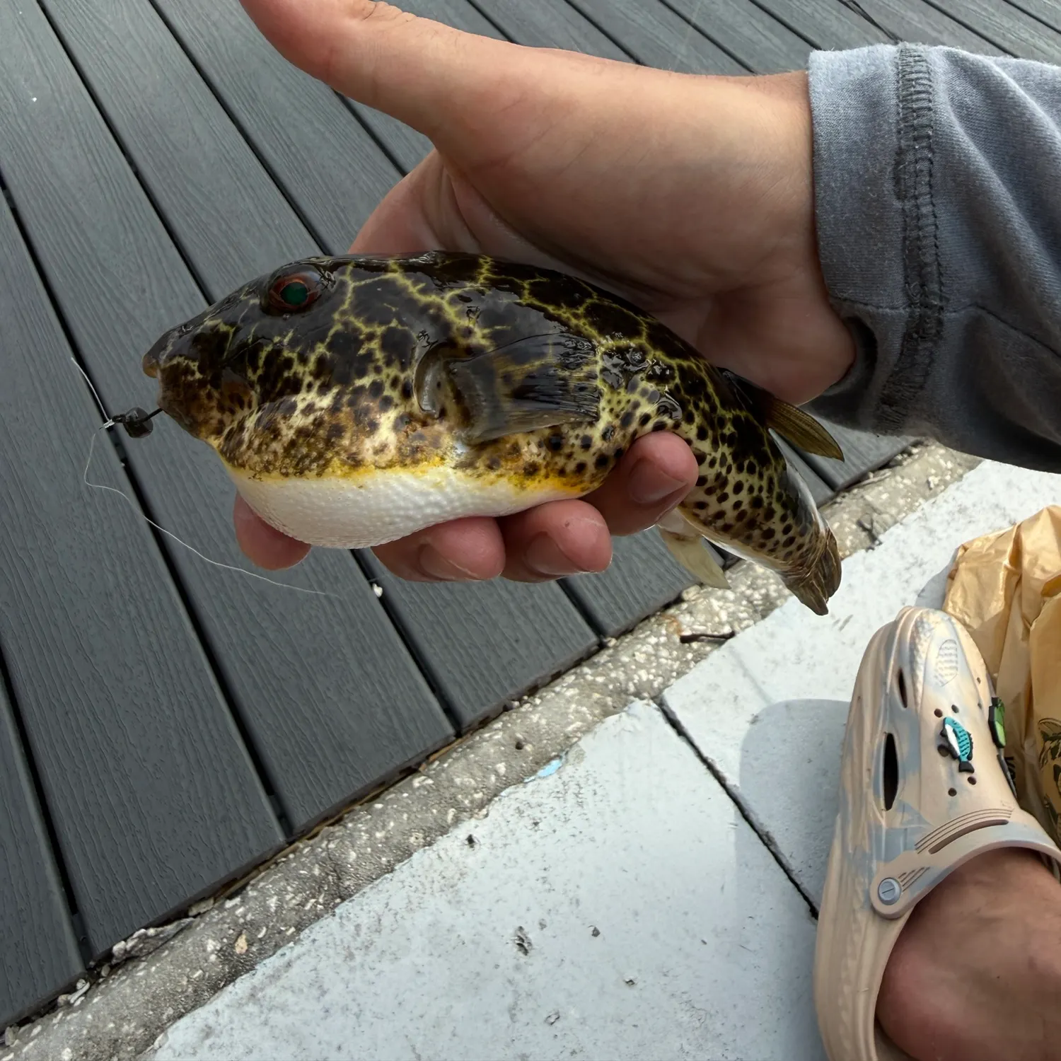 The most recent Checkered puffer catches on Fishbrain