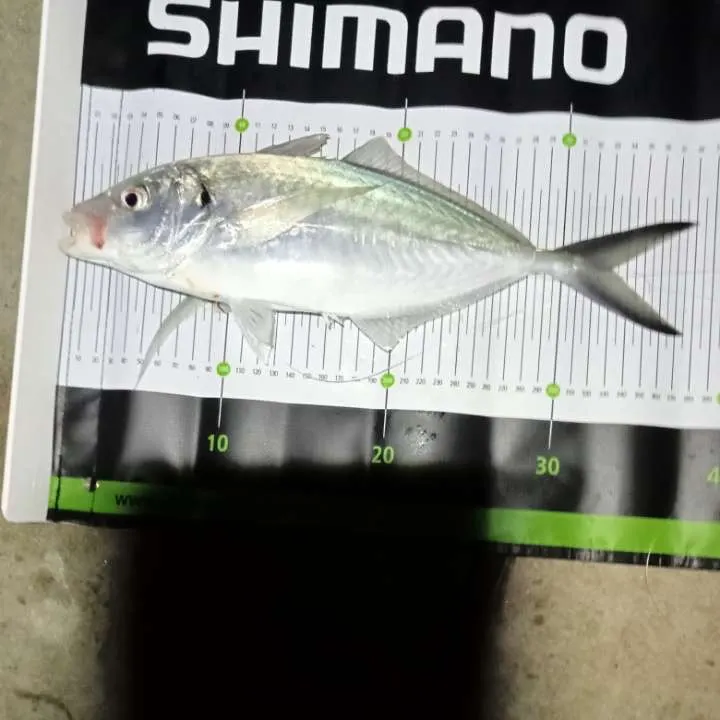 The most recent Silver trevally catches on Fishbrain