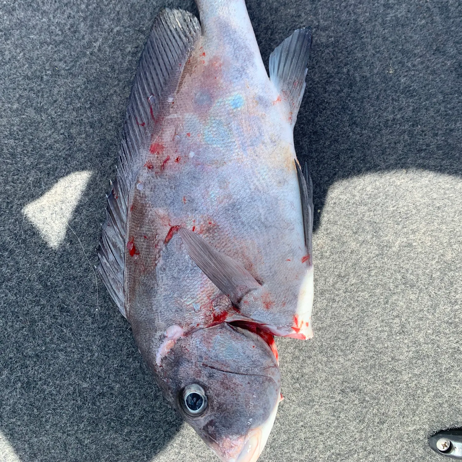 The most recent Painted sweetlips catches on Fishbrain