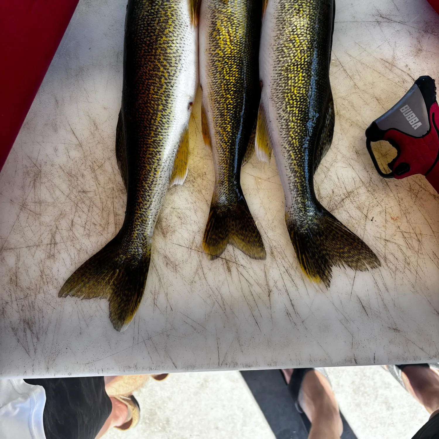 recently logged catches