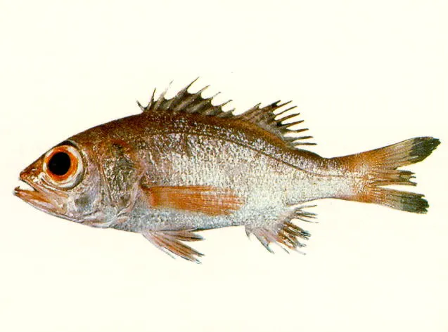 Blackthroat seaperch