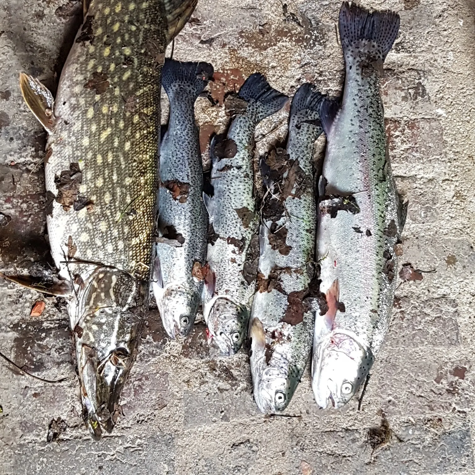 recently logged catches