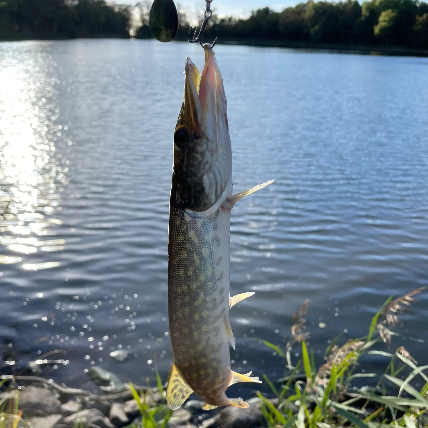 Northern pike caught on Fishbrain