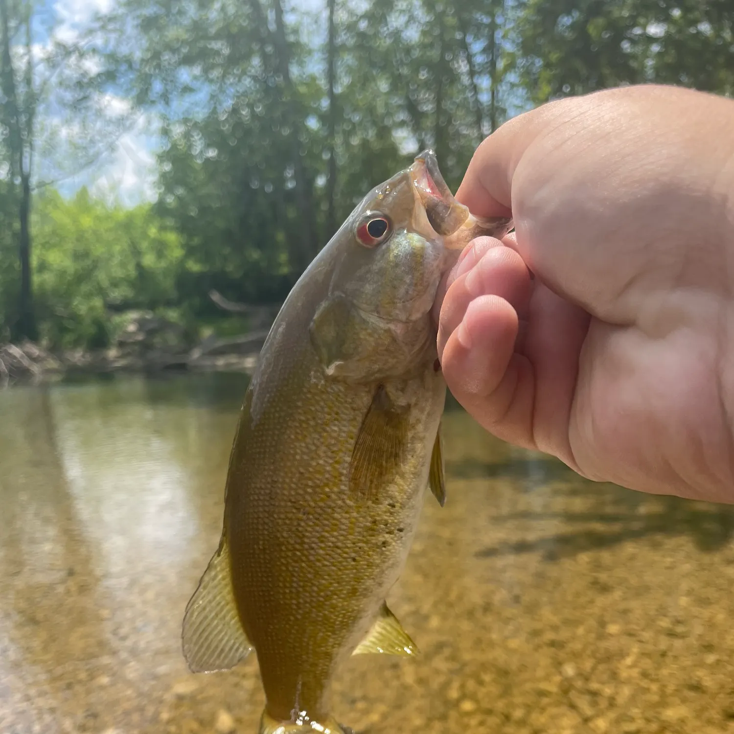 The most recent Smallmouth bass catches on Fishbrain