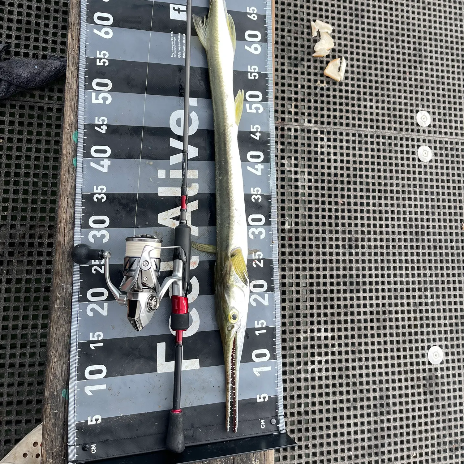 The most recent Flat needlefish catches on Fishbrain