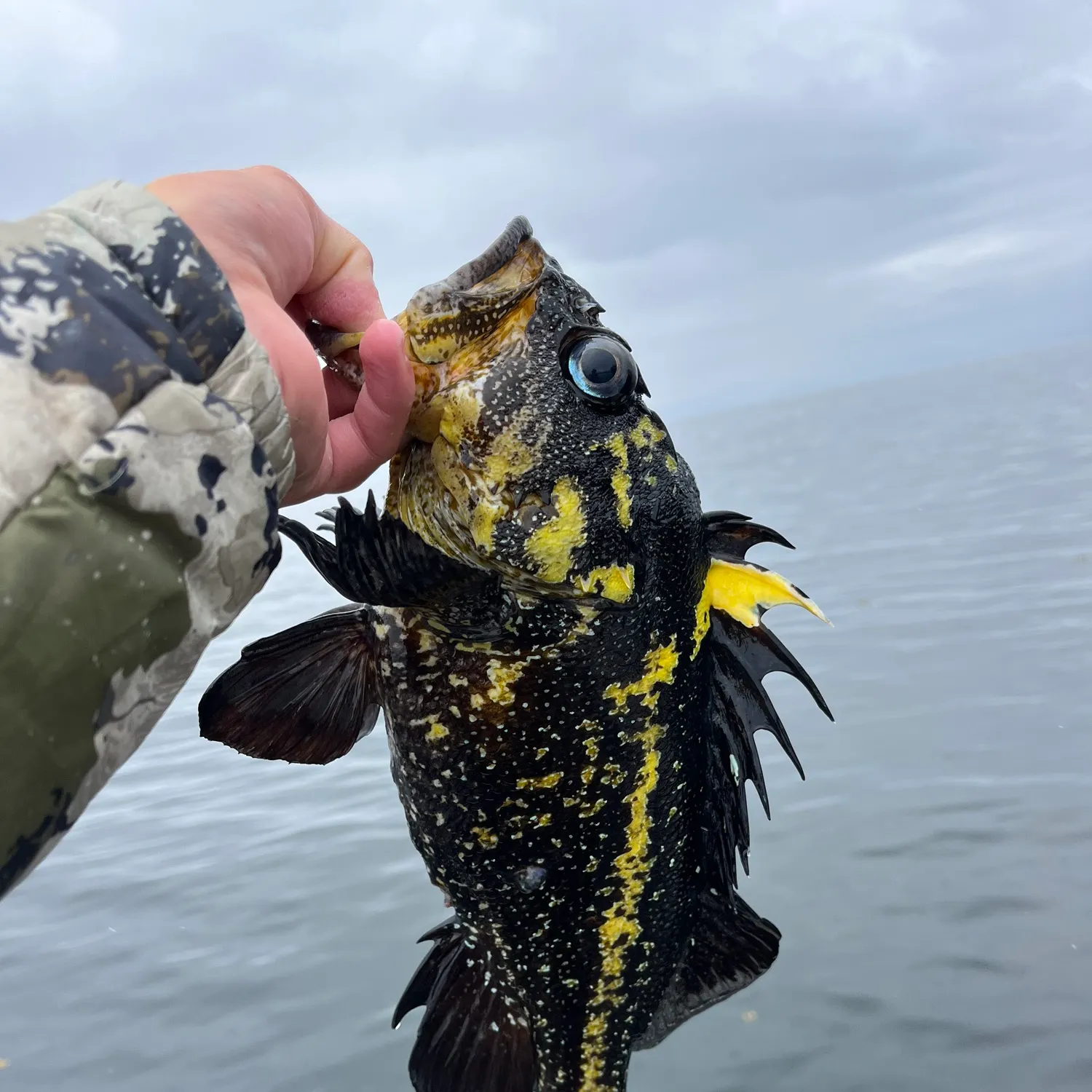 The most recent China rockfish catches on Fishbrain