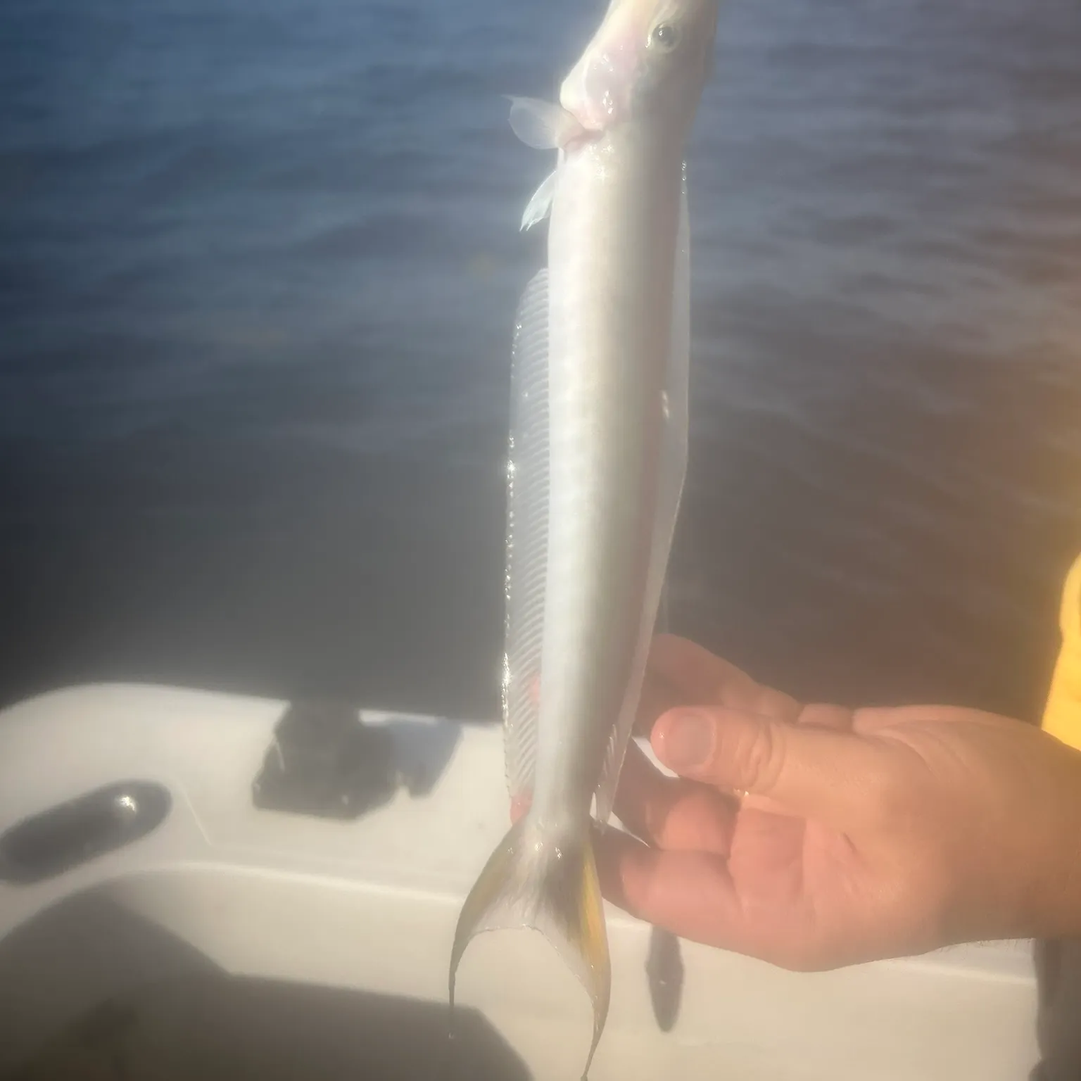 The most recent Sand tilefish catches on Fishbrain
