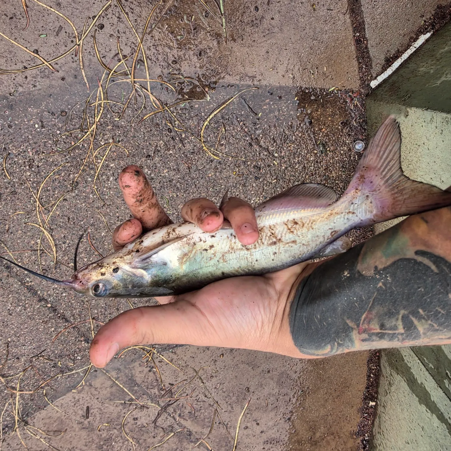 Channel catfish caught on Fishbrain