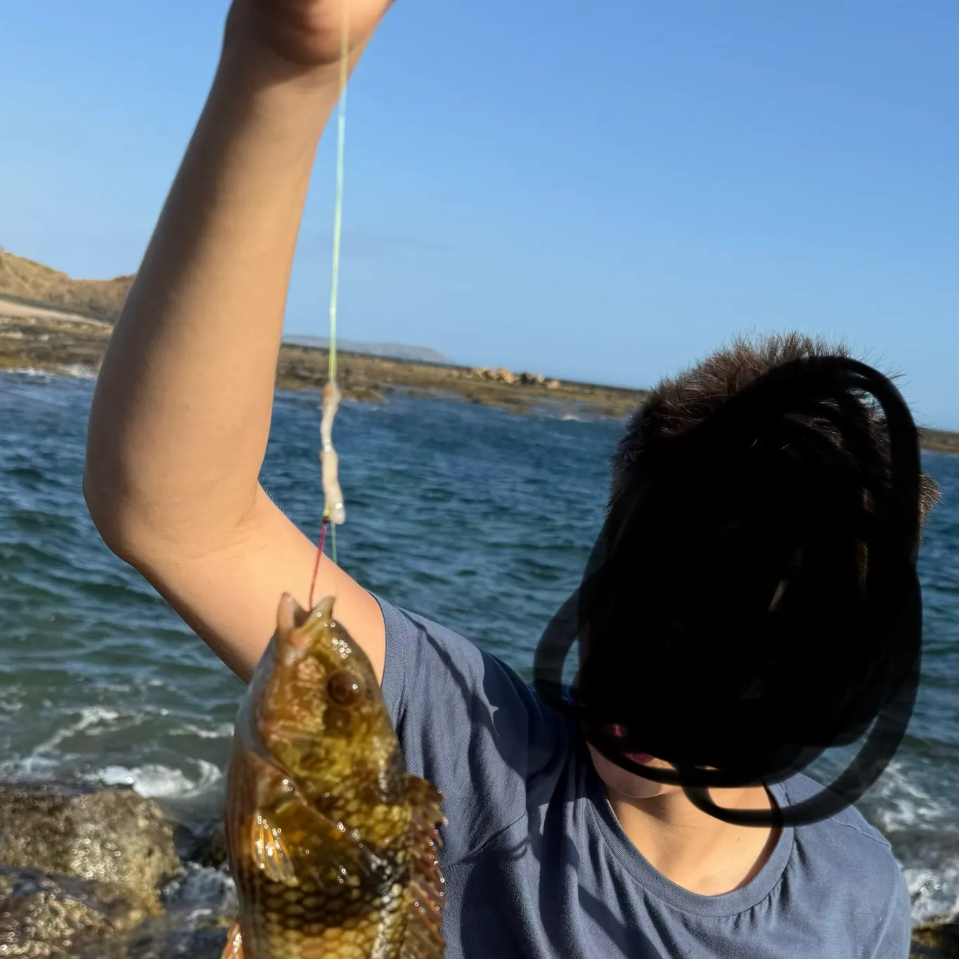 The most recent Blue-throated wrasse catches on Fishbrain