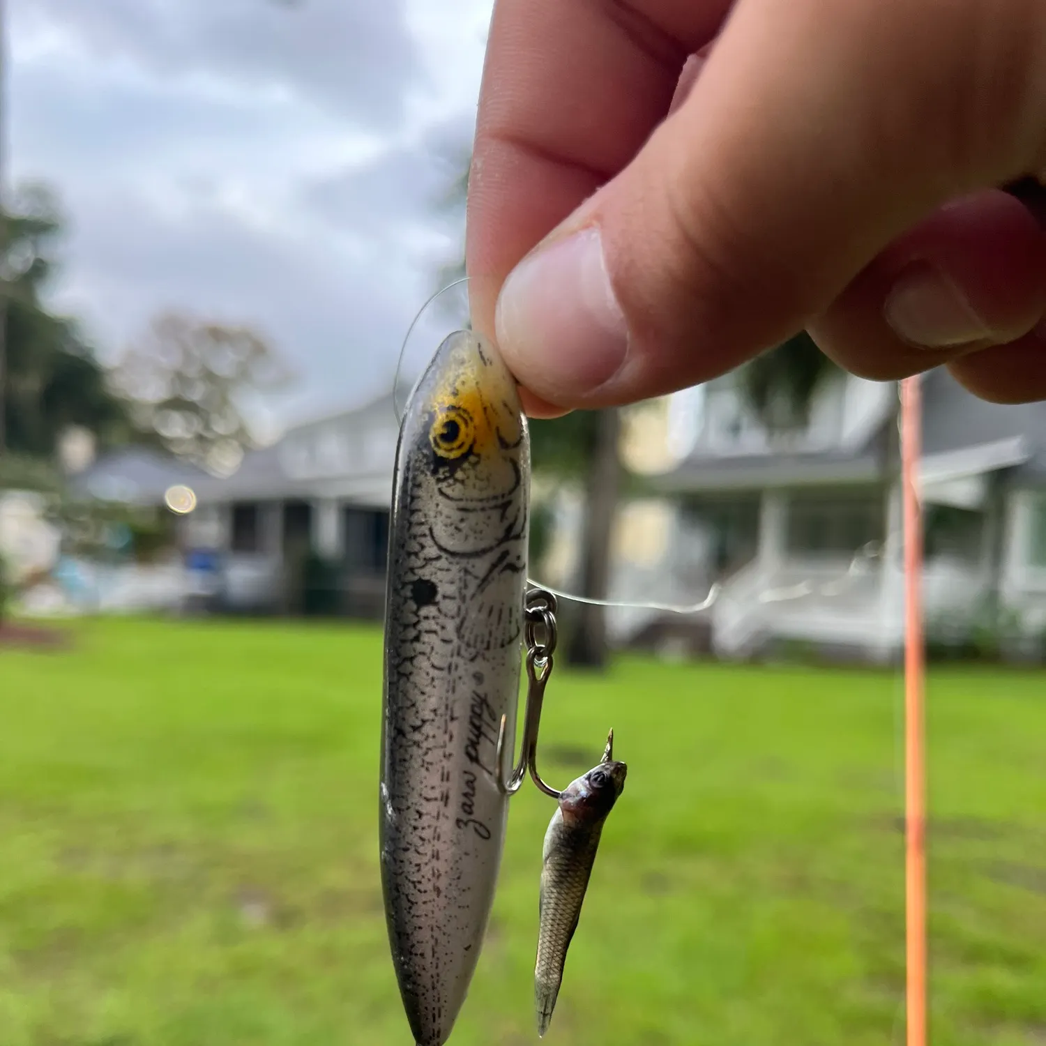 The most recent Eastern silvery minnow catches on Fishbrain
