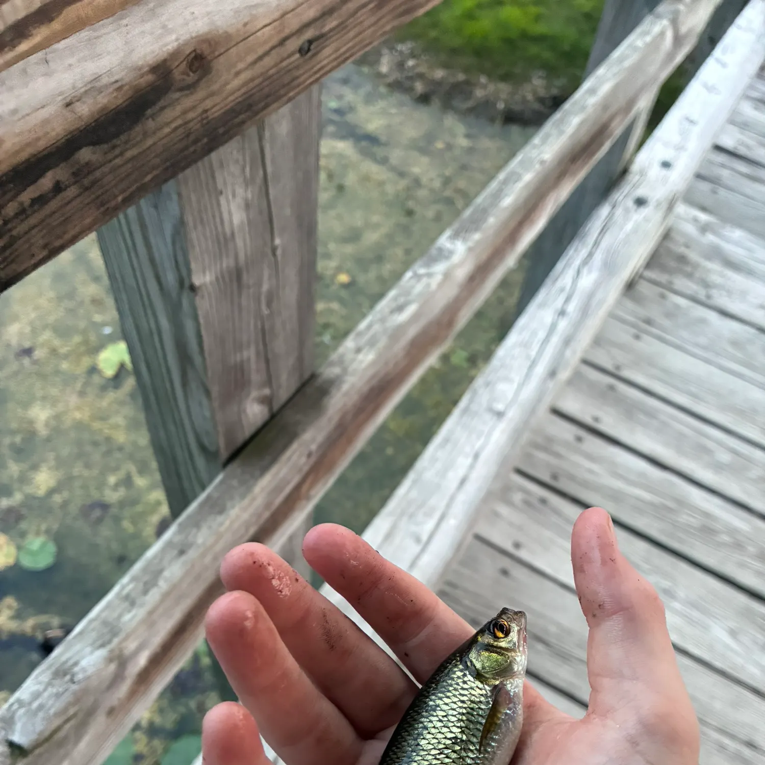 Golden shiner caught on Fishbrain