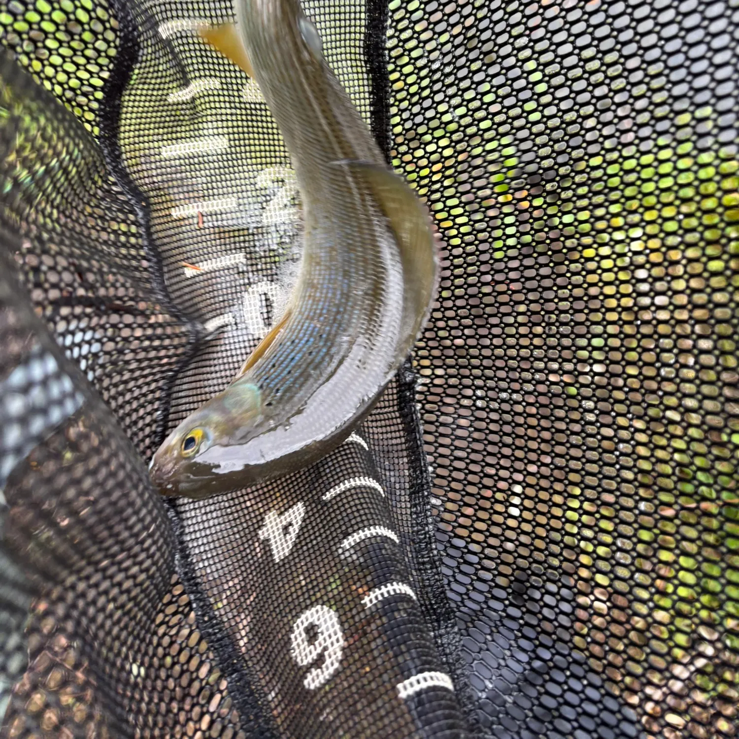 Arctic grayling caught on Fishbrain