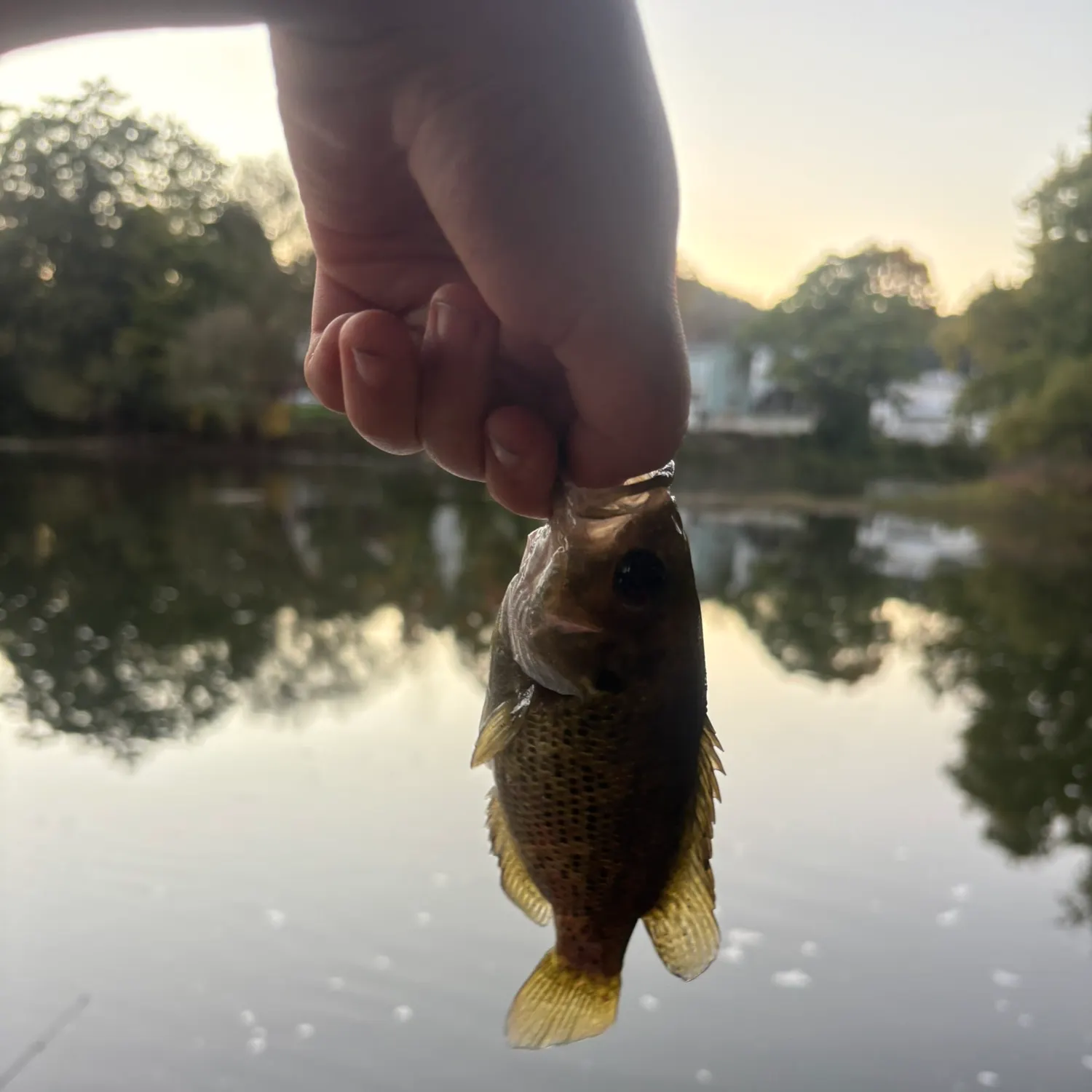 Rock bass caught on Fishbrain