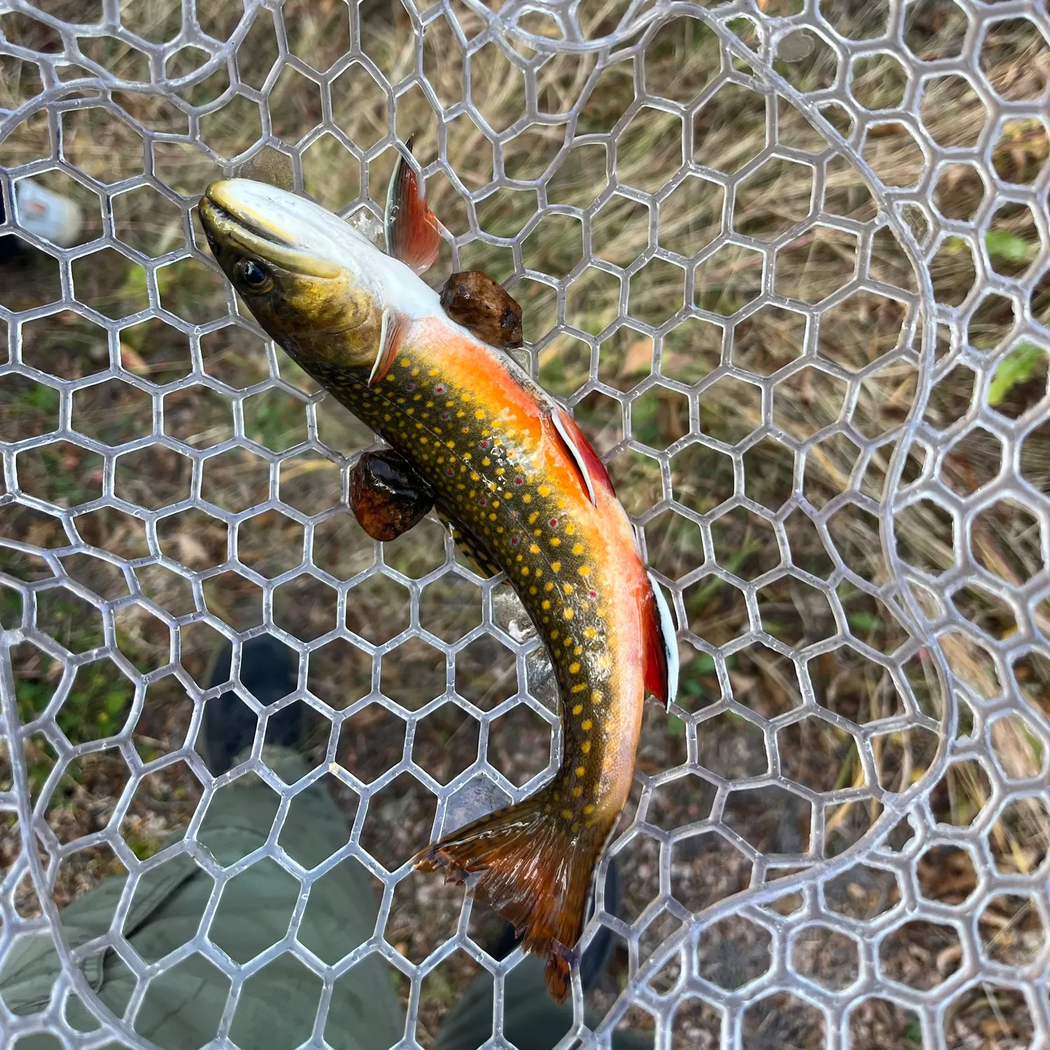 Brook trout caught on Fishbrain