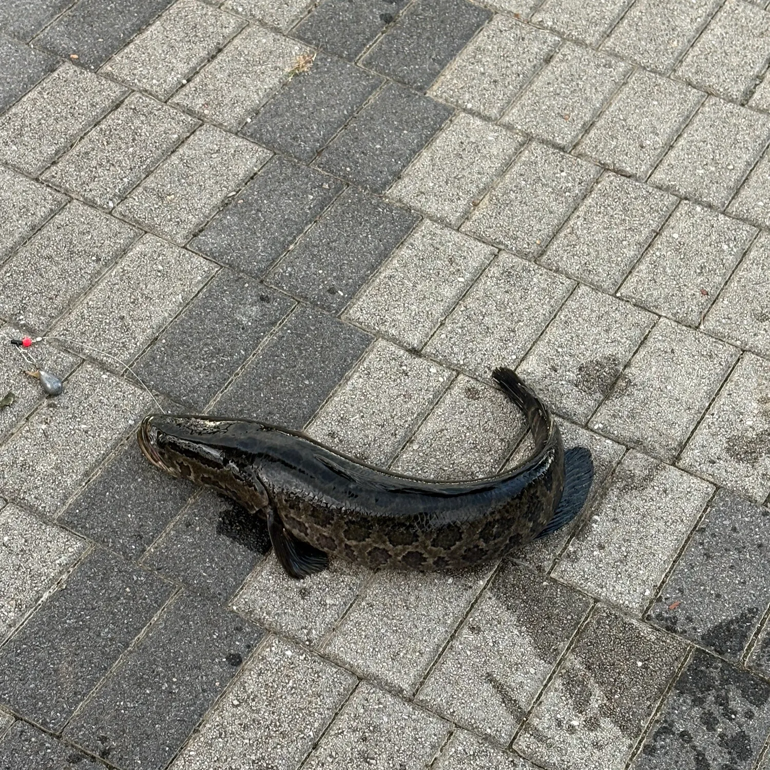 Northern snakehead caught on Fishbrain