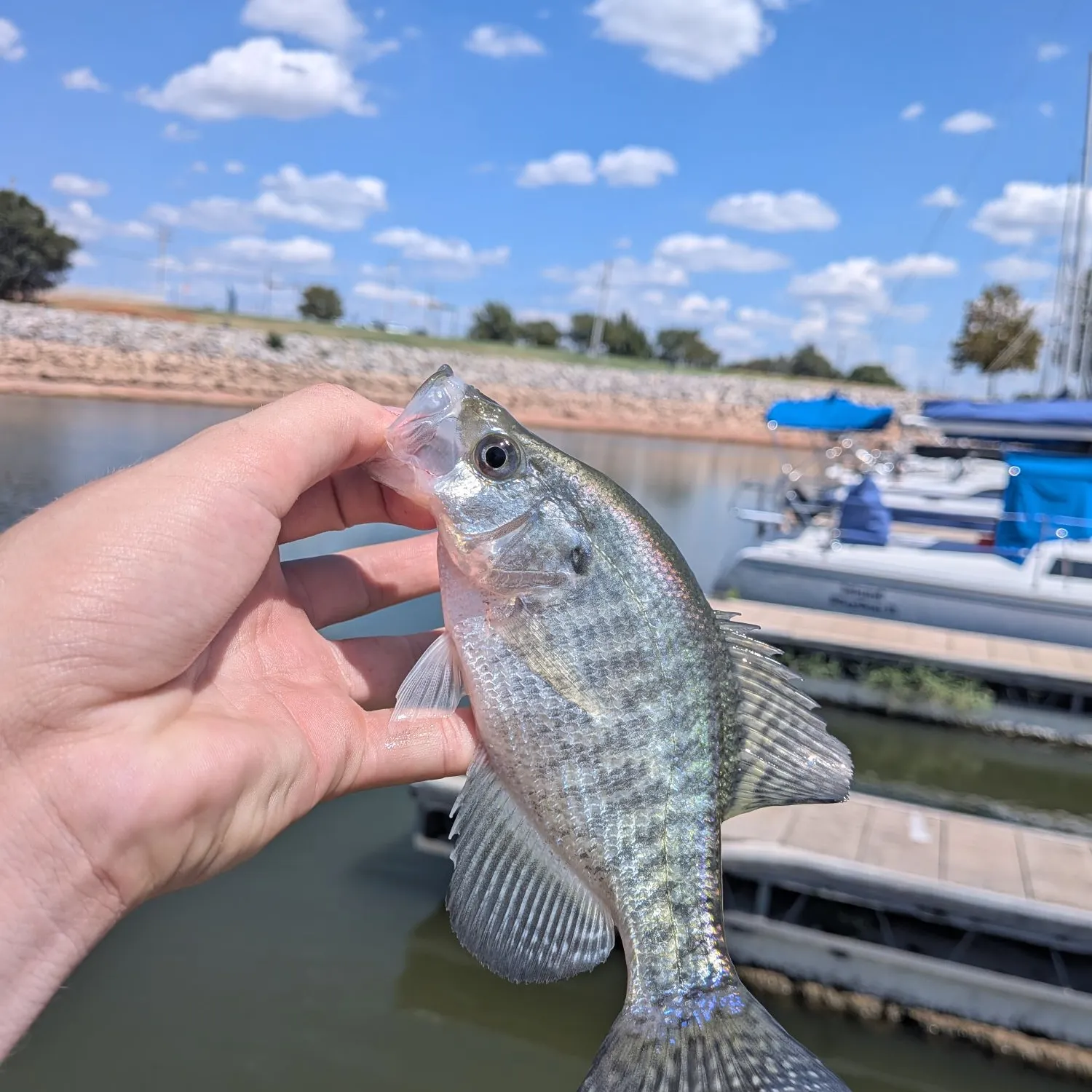 White crappie caught on Fishbrain
